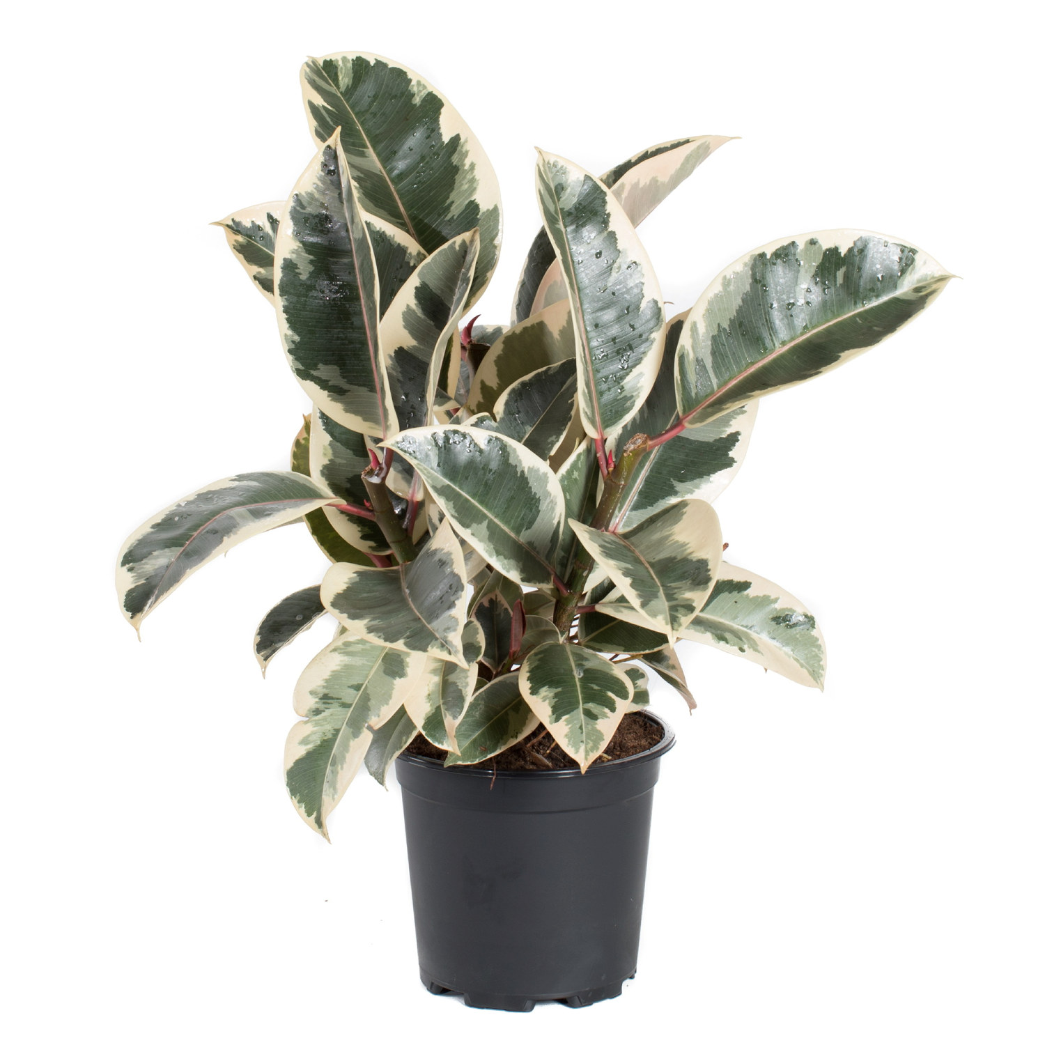 Fönsterfikus 'Tineke'