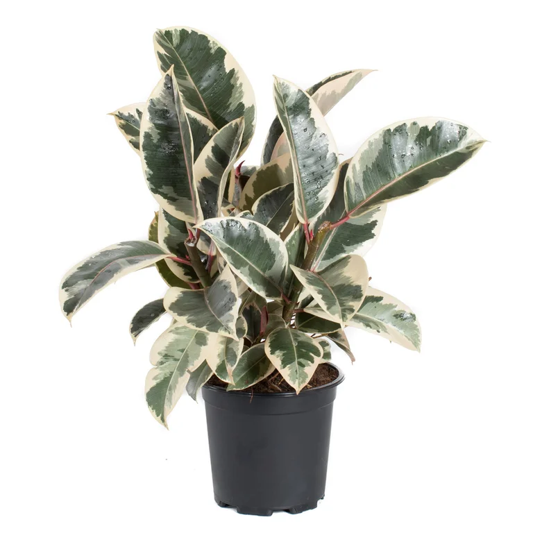 Fönsterfikus Tineke