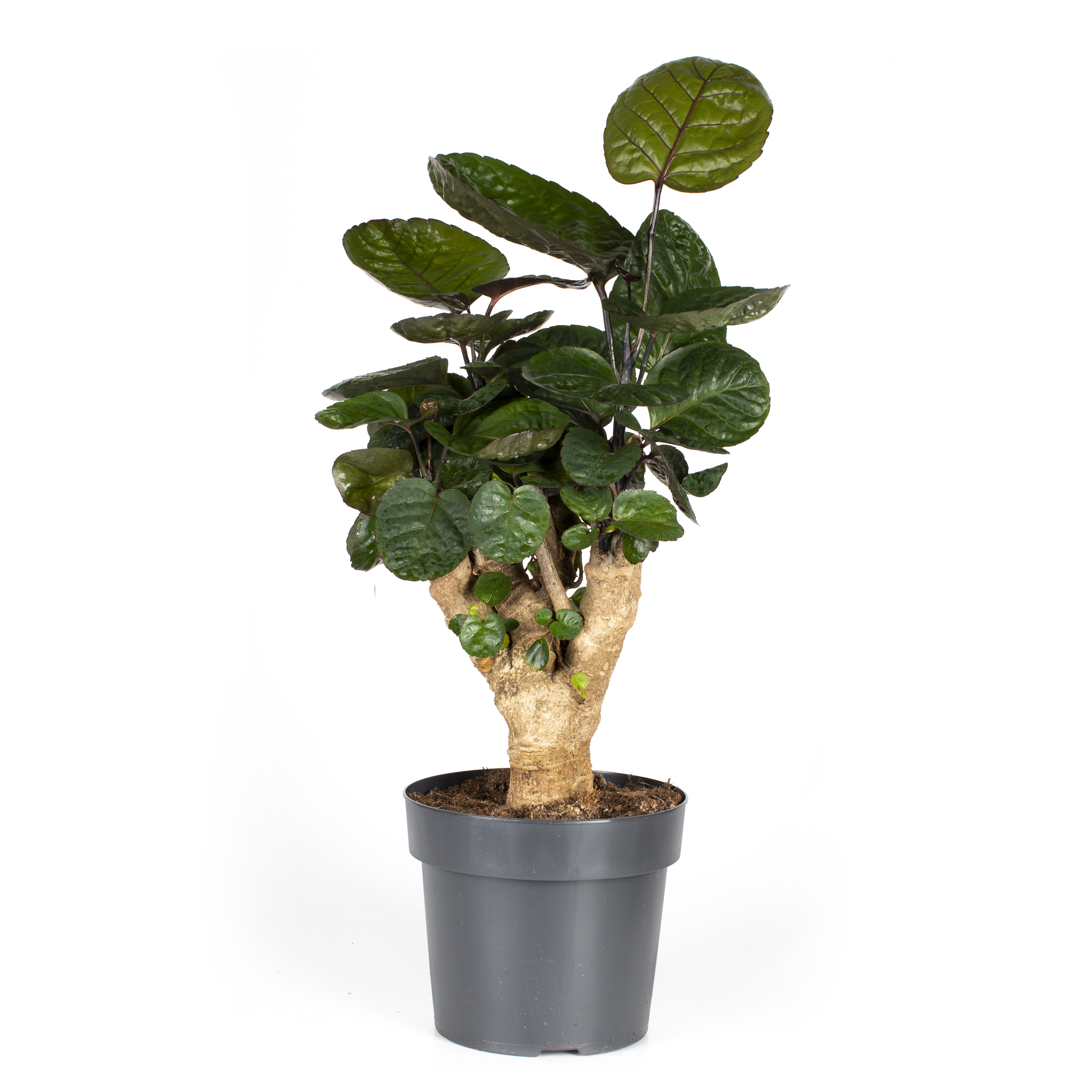 Polyscias 'Fabian' 17 cm