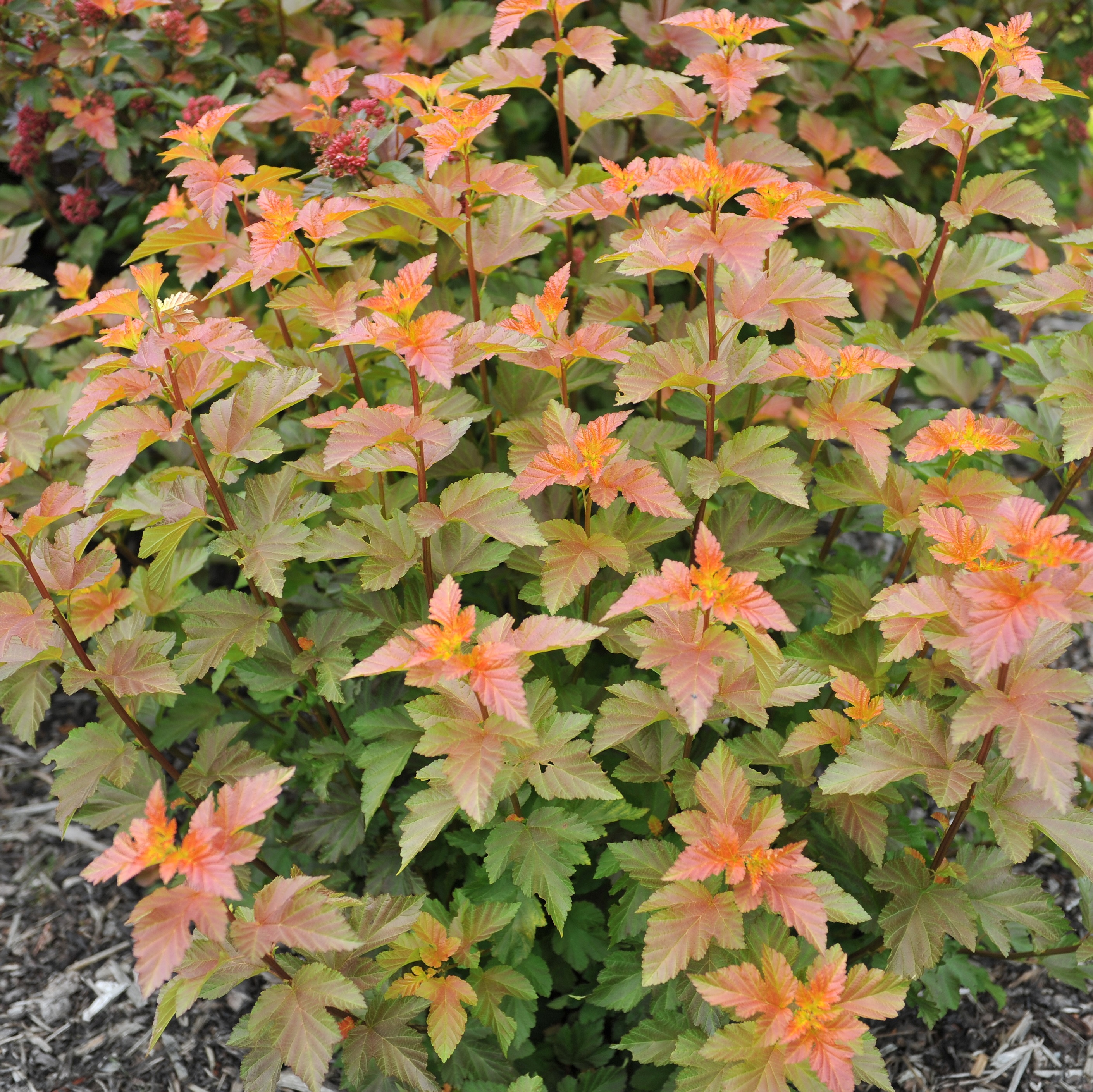 Physocarpus opulifolius  'Amber Jubilee' ® 40-60cm 22cm