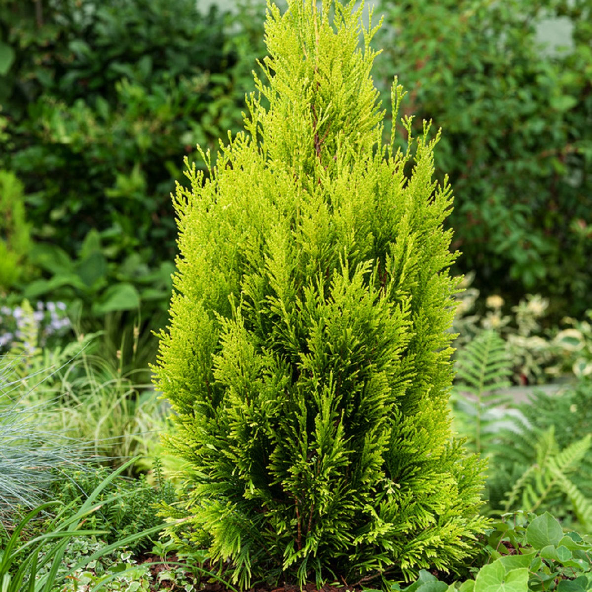 Thuja plicata Goldy ('4ever') 60-70cm 23cm