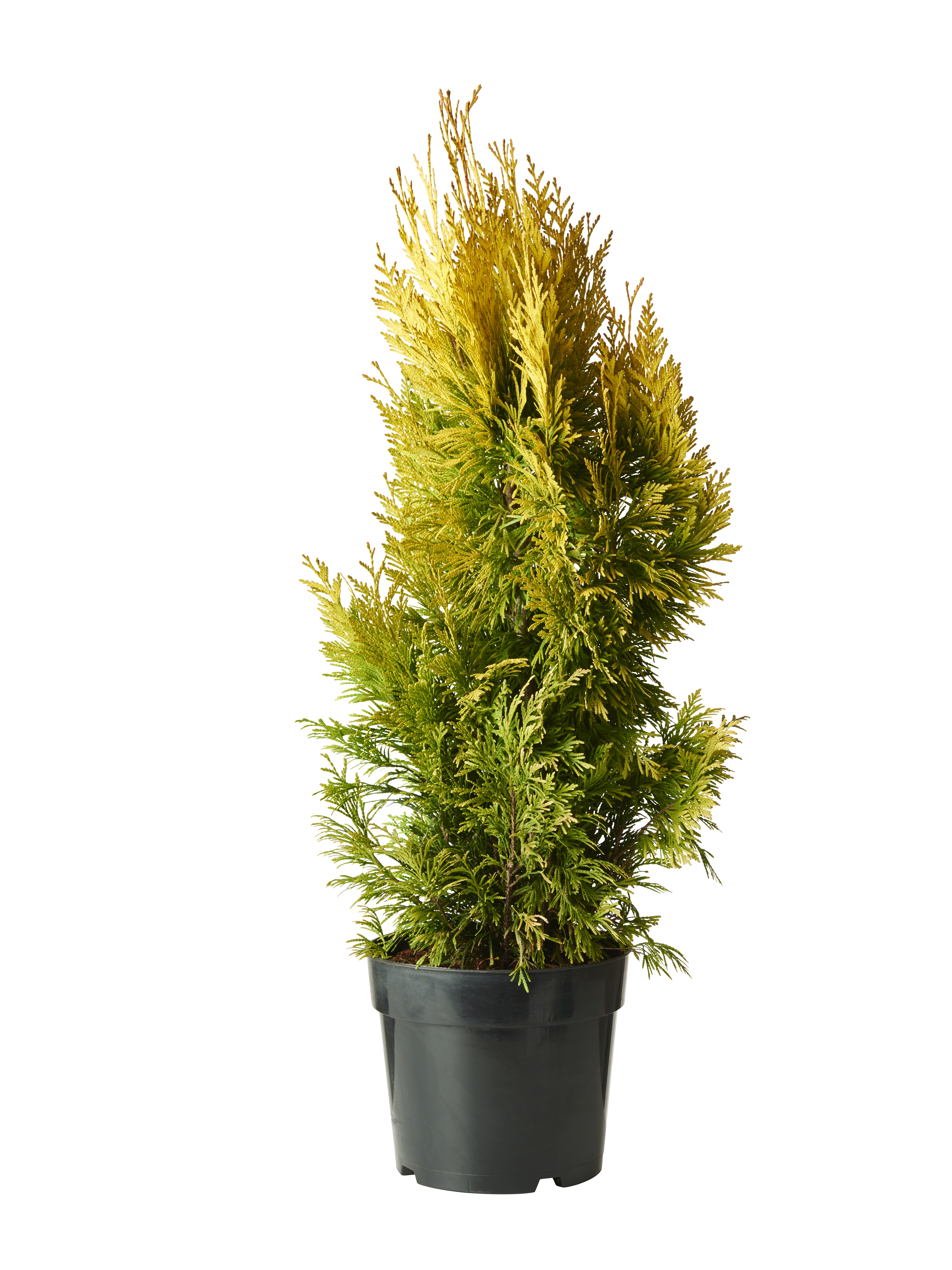 Thuja plicata Goldy ('4ever') 60-70cm 23cm