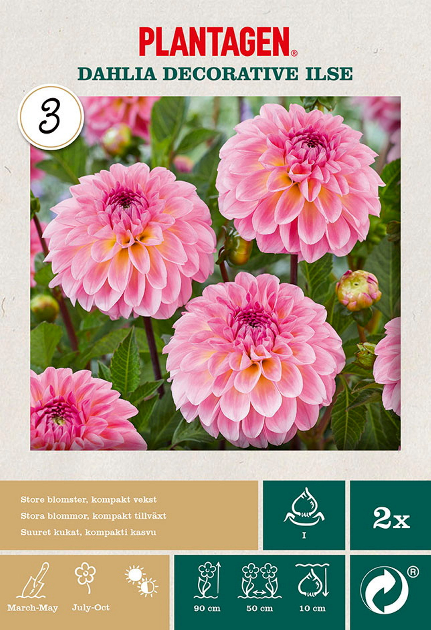 Dahlia Decorative Ilse