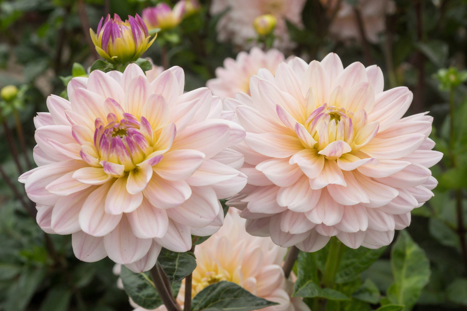 Dahlia Decorative Diana's Memory
