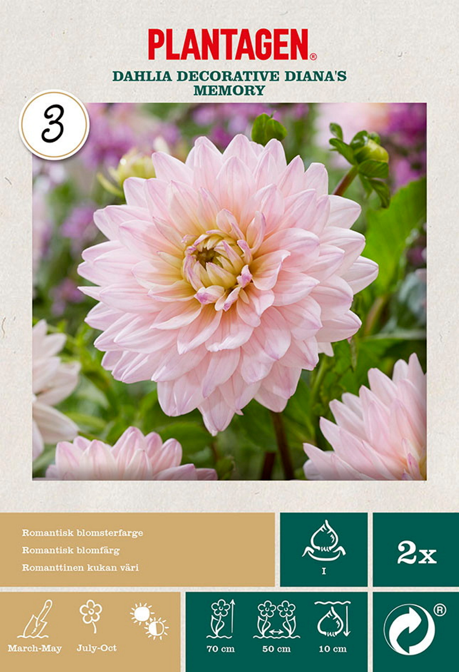 Dahlia Decorative Diana's Memory