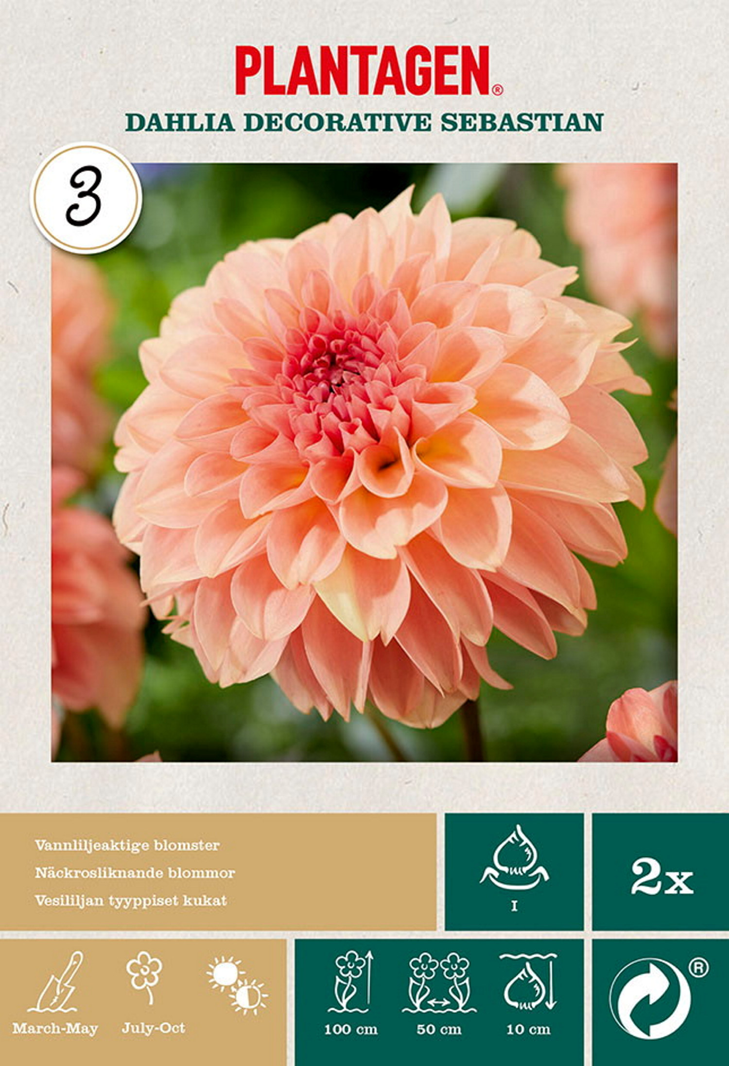 Dahlia 'Sebastian'