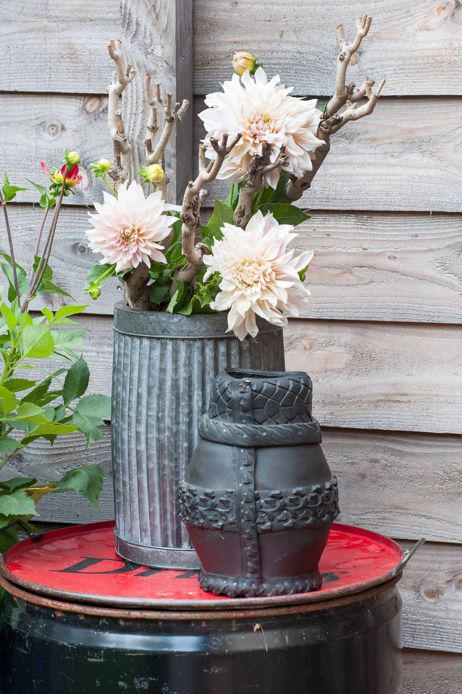 Georgine 'Cafe Au Lait'