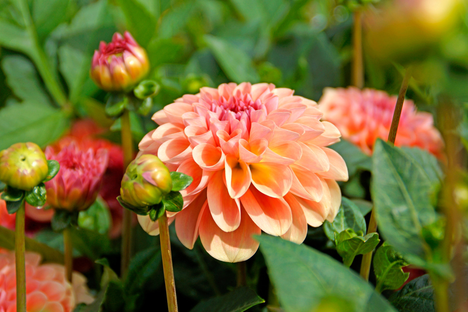 Dahlia 'Sebastian'