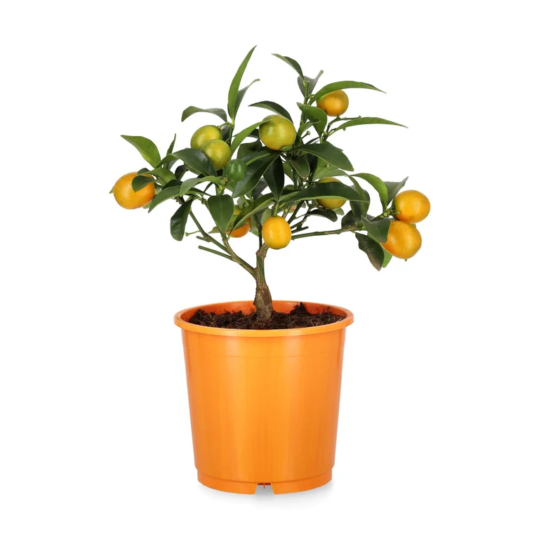 Kumquat På Stam