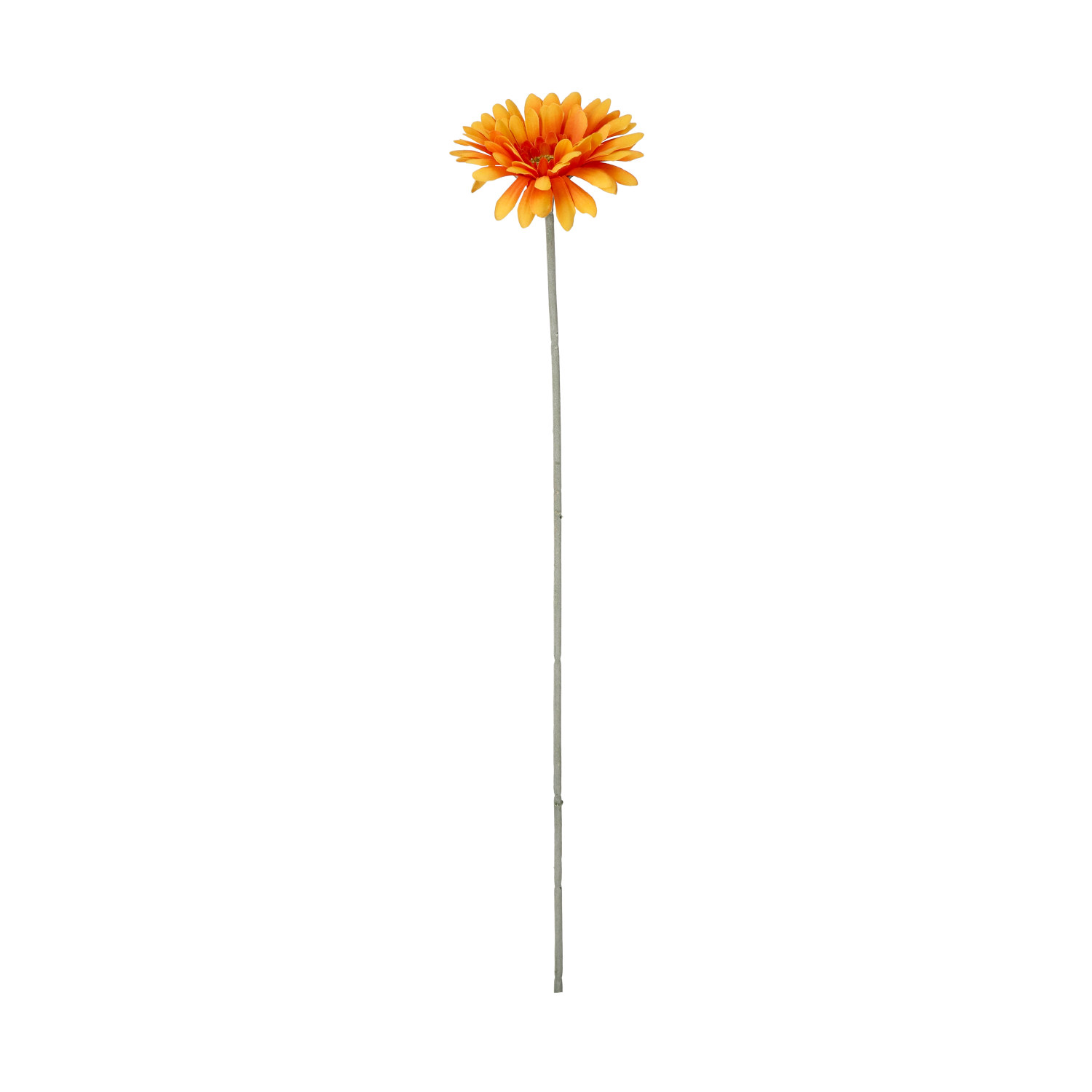 Gerbera cut flower H56 orange