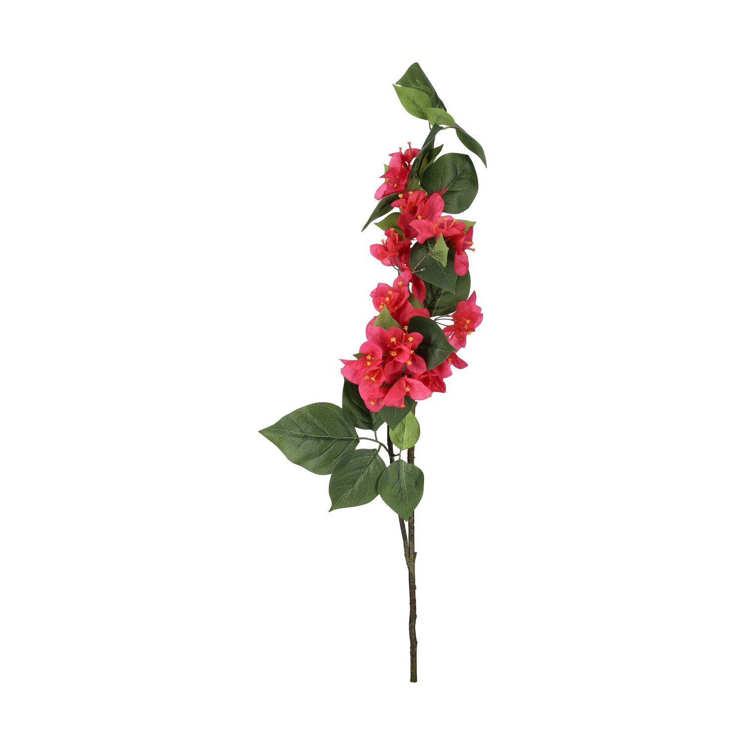 Bouganvillea branch H76 pink