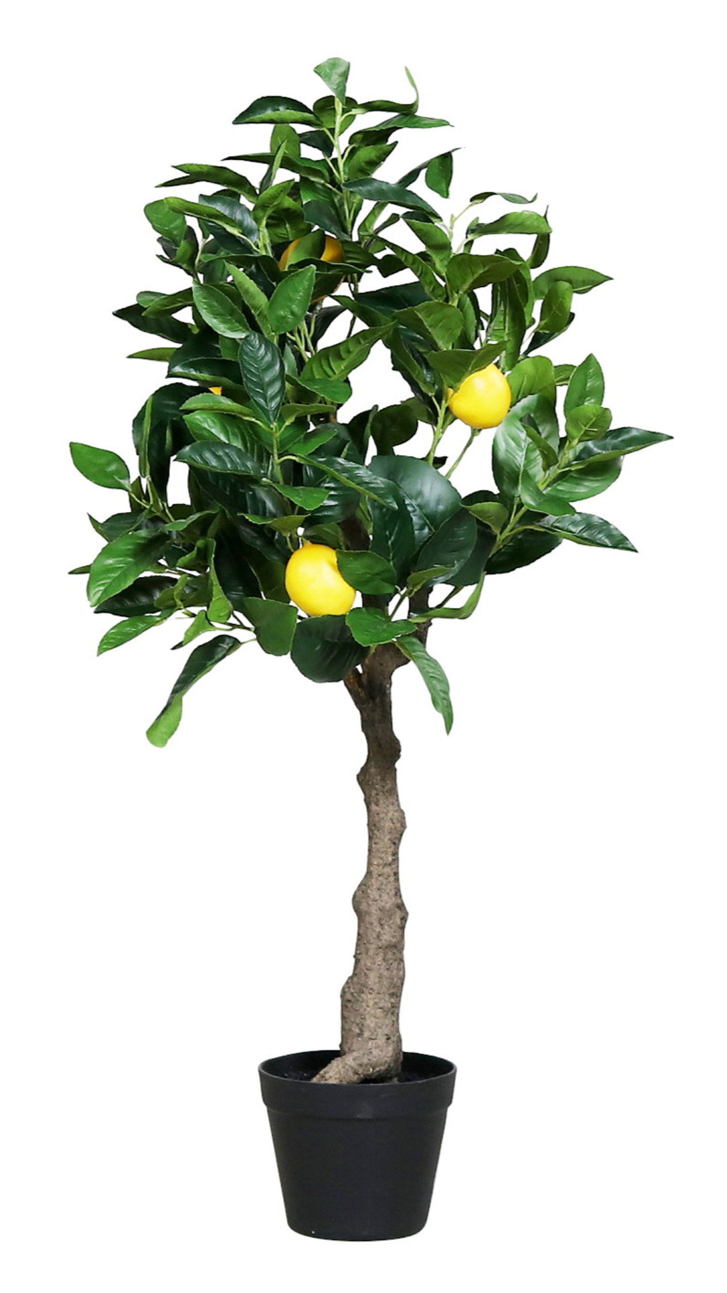 Lemon tree H90 green