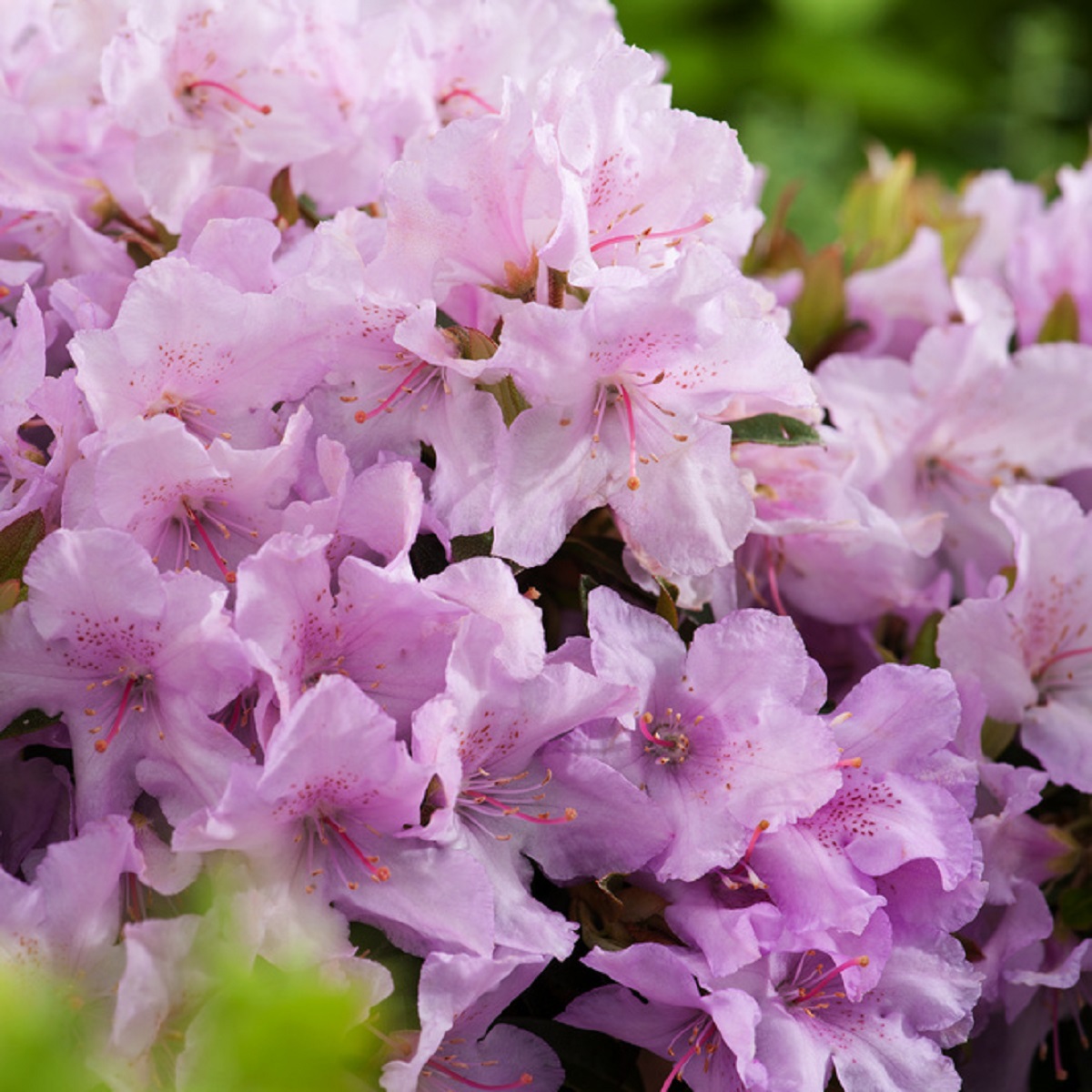 Rhododendron dwarf Robert Seleger' 17cm