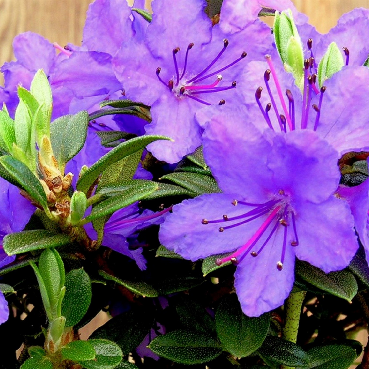 Rododendron 'Saint Merryn'