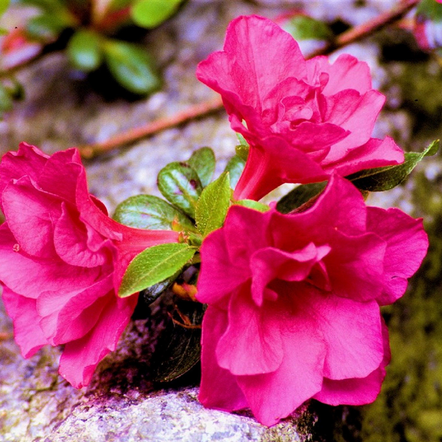 Rhododendron Jap. Azalea 'Maruschka' 23cm