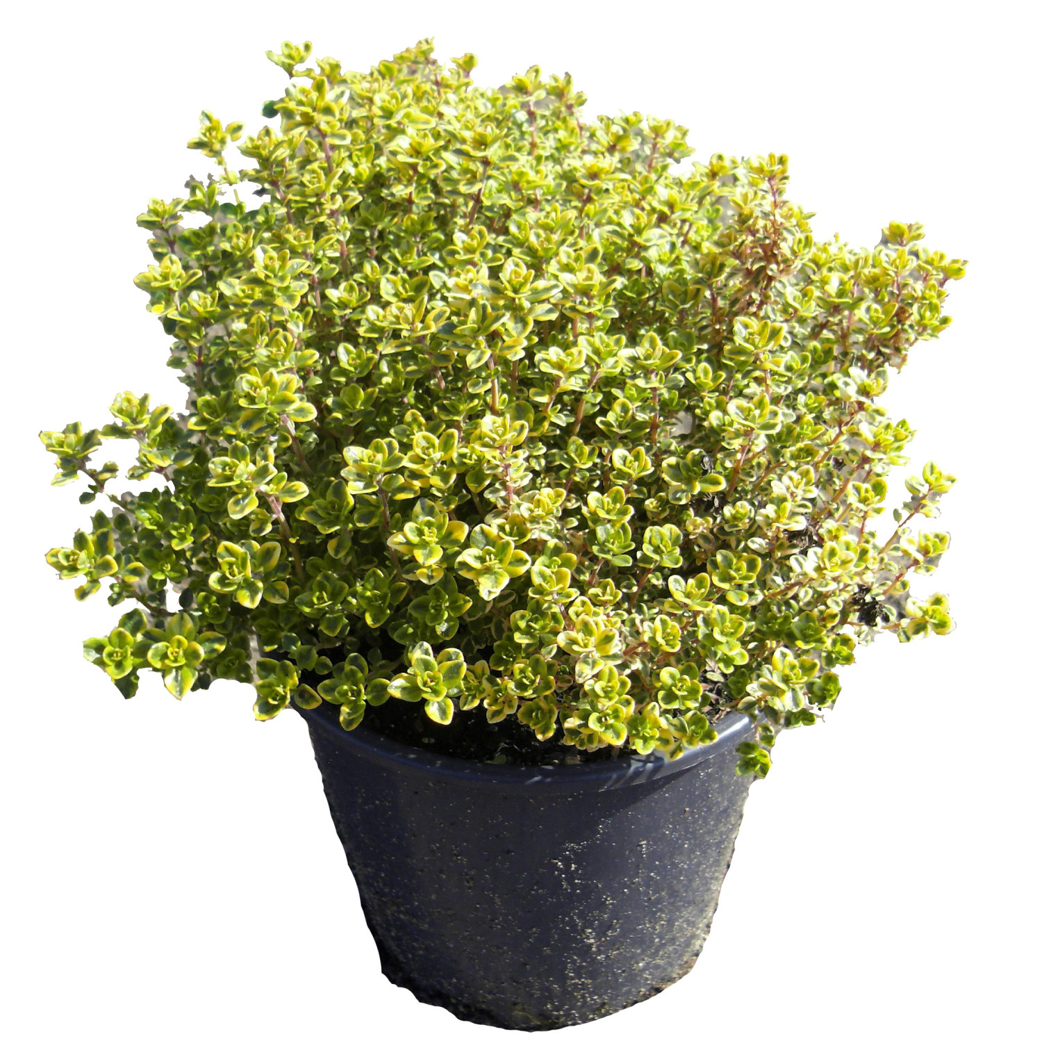 Thymus citriodorus 'Variegata' Örtväxt