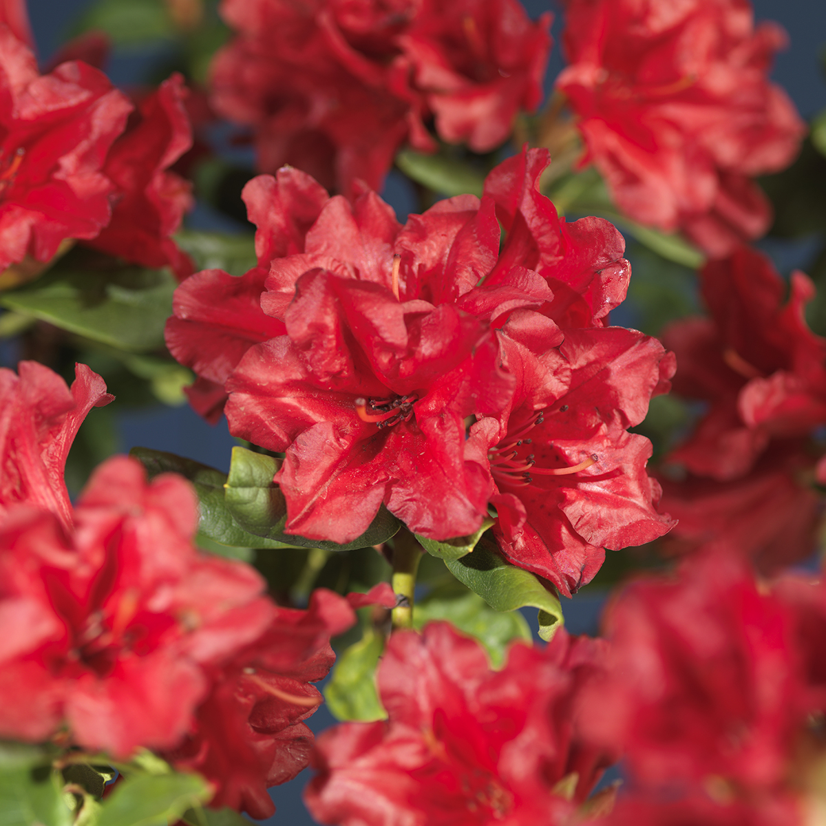 Rhododendron 'Scarlet Wonder' 21cm