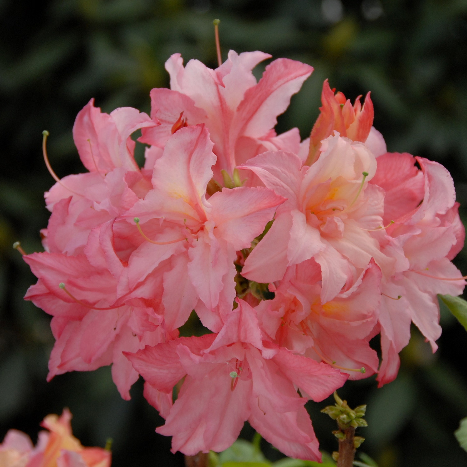 Guldazalea 'Rosenköpfchen'