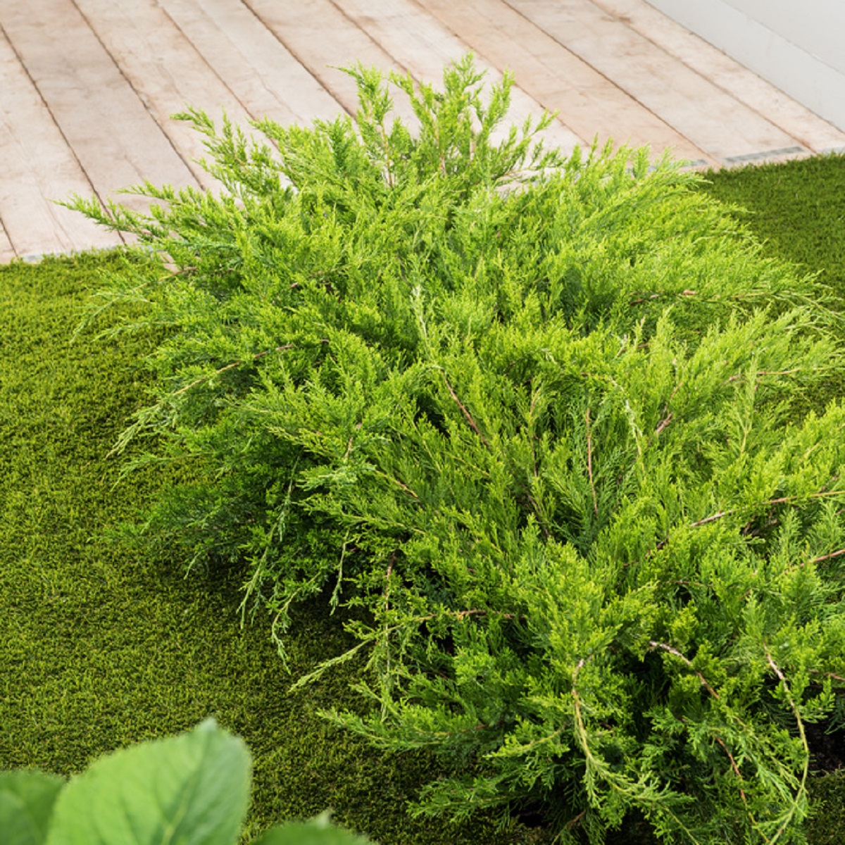 Trädgårds-en 'Mint Julep'