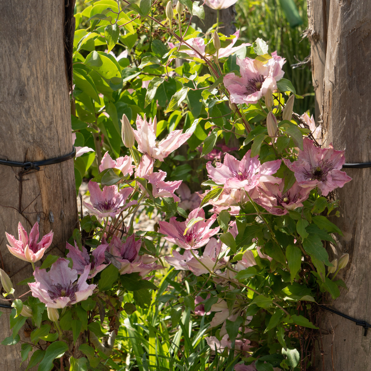 Klematis BOULEVARD® SARAH ELIZABETH™