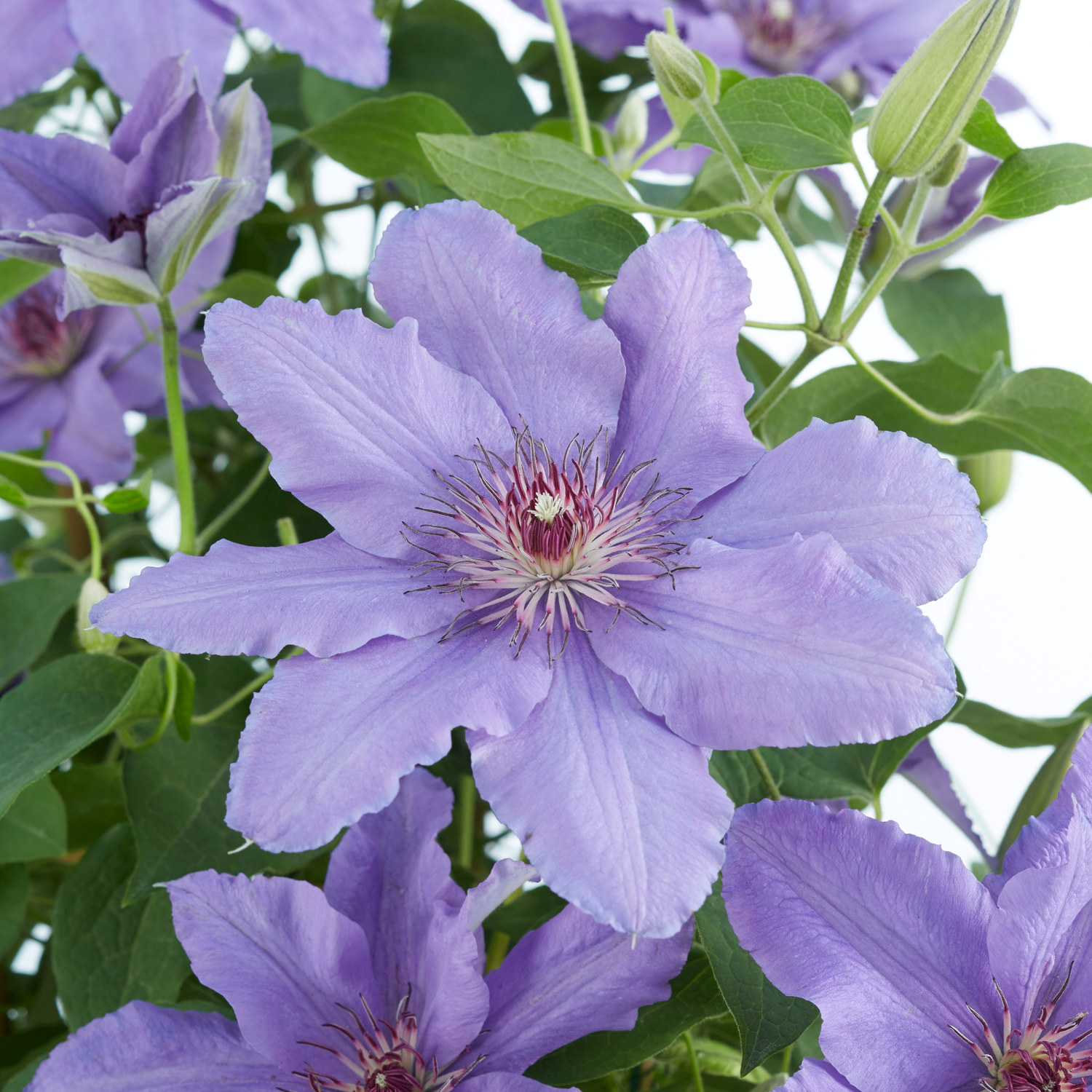 Klematis BOULEVARD® PARISIENNE™
