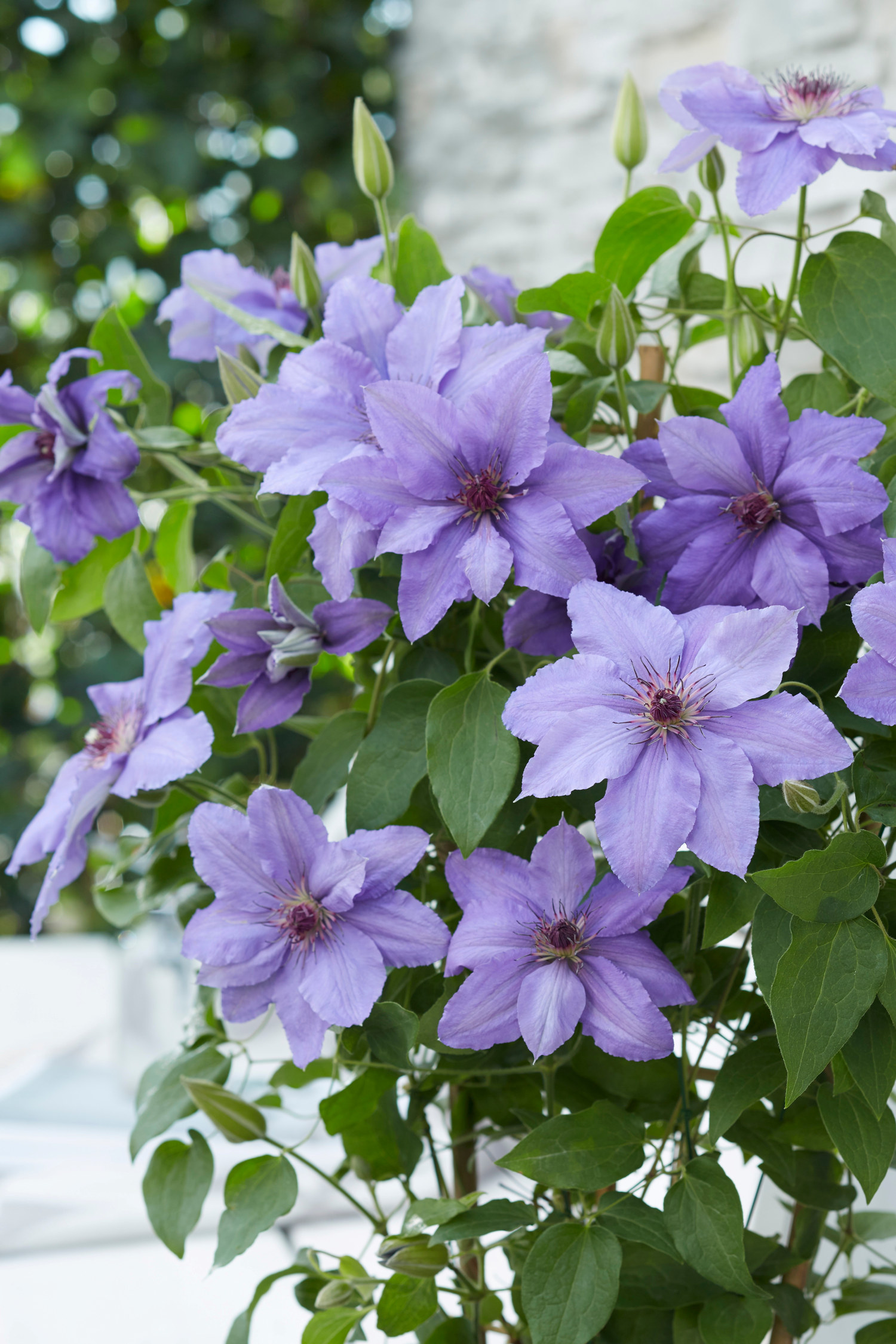 Klematis BOULEVARD® PARISIENNE™