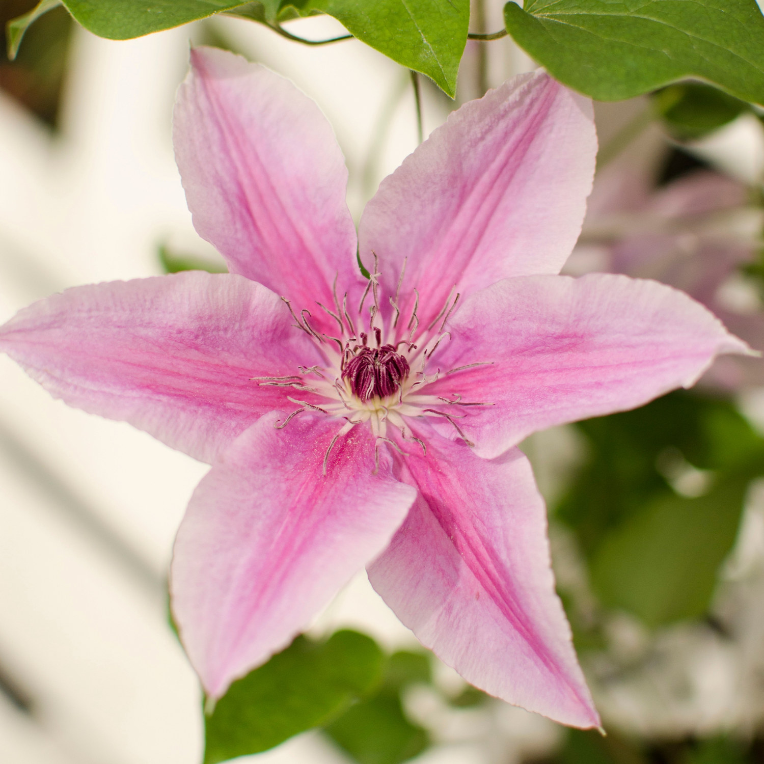 Clematis BOULEVARD® YUAN™ rack 15cm
