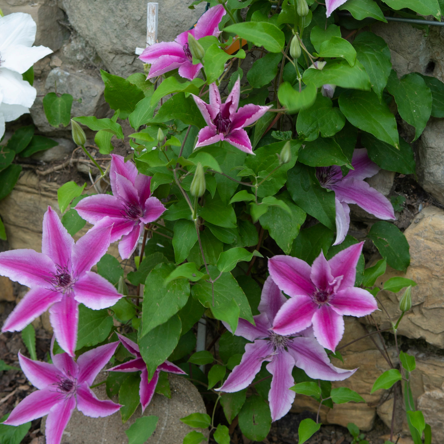 Clematis BOULEVARD® YUAN™ rack 15cm