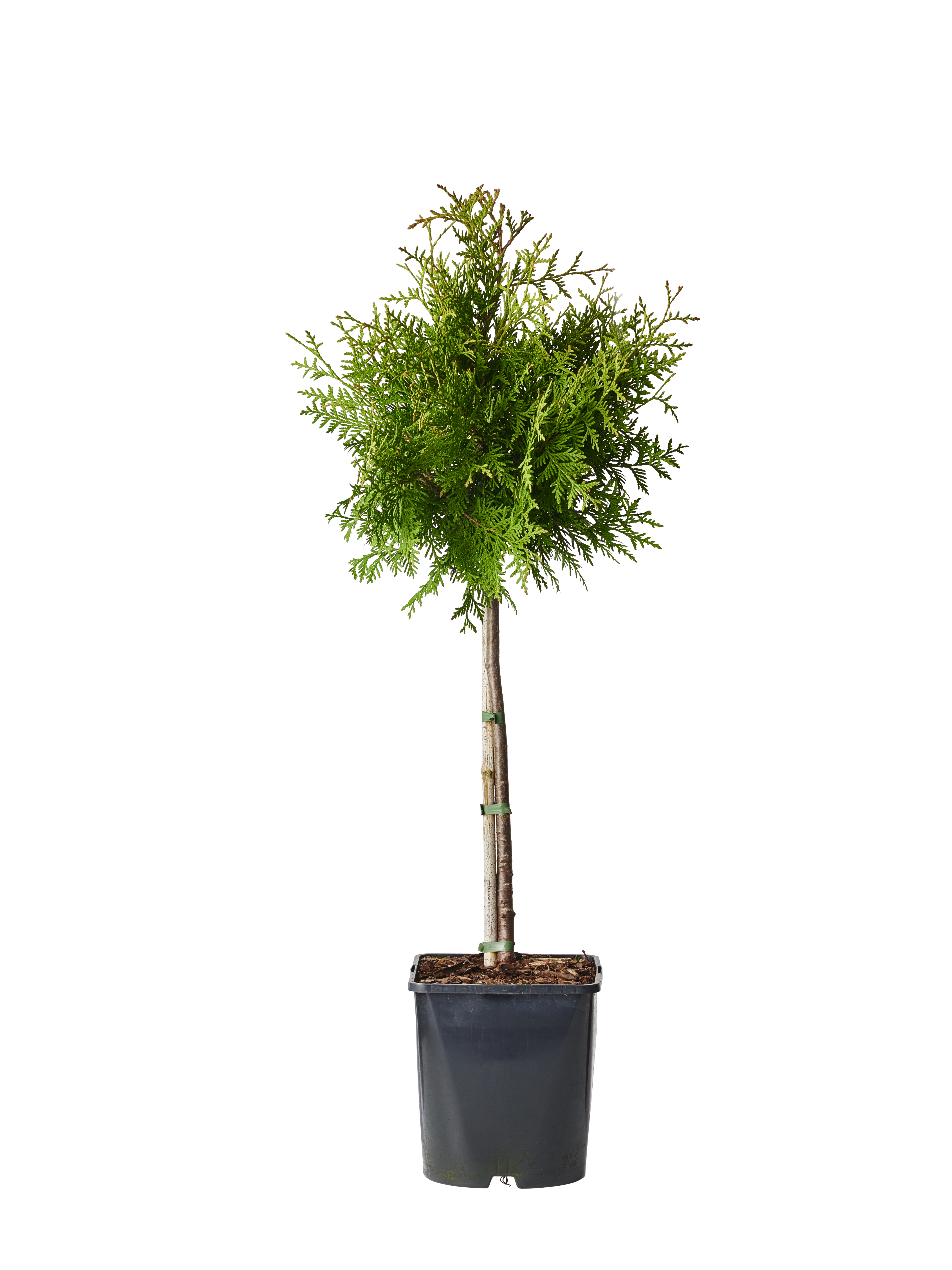 Tuja 'Brabant' Boll på stam