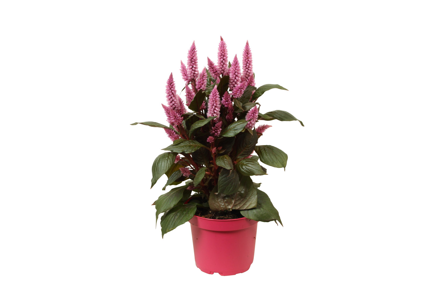 Celosia c. 'Merida Pink' 12 cm