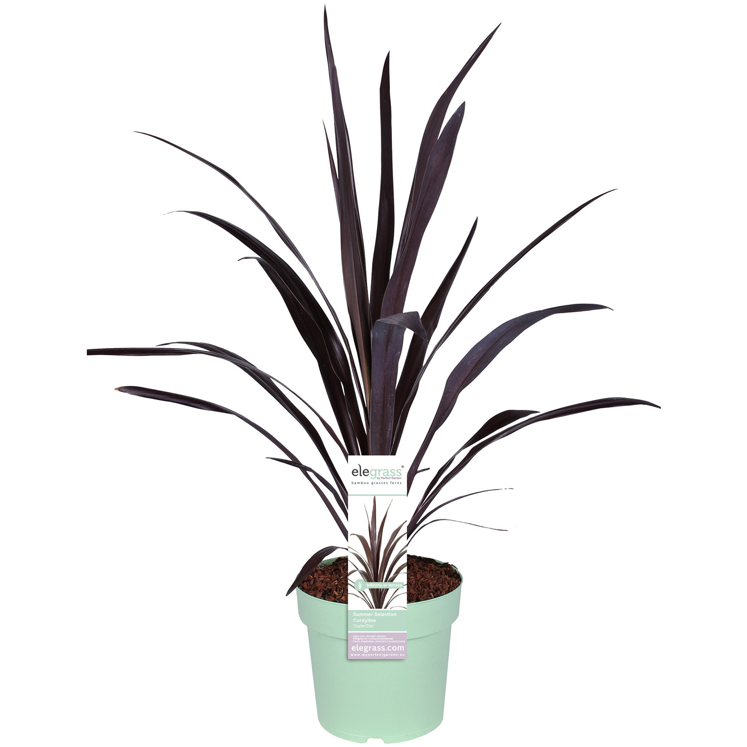 Cordyline 'Superstar' 23 cm