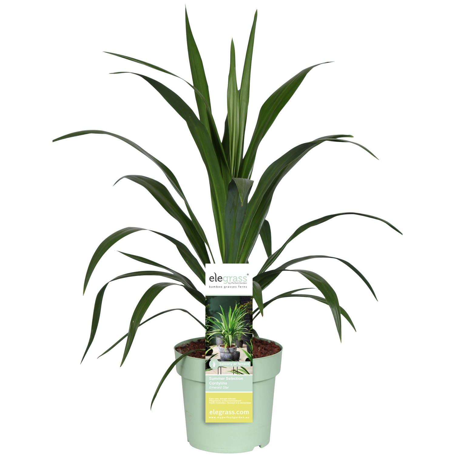 Syddracena 'Broadsword' EMERALD STAR