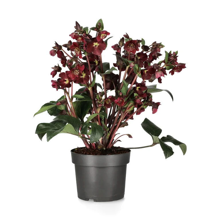 Hybridjulros Star Of Passion