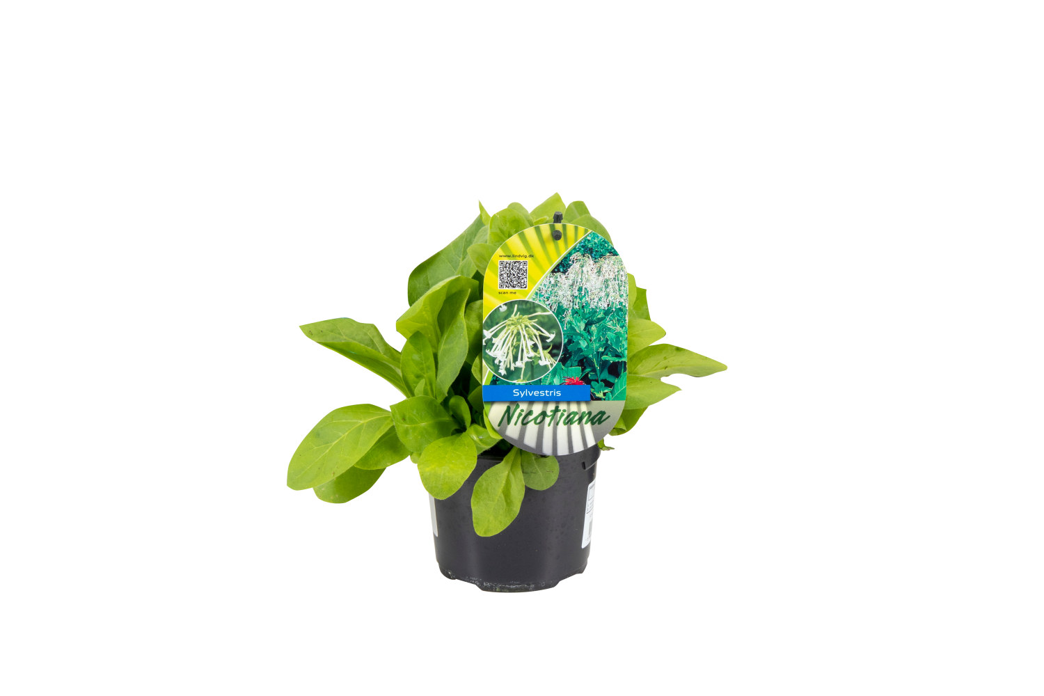 Narcisstobak 'Only the Lonely'