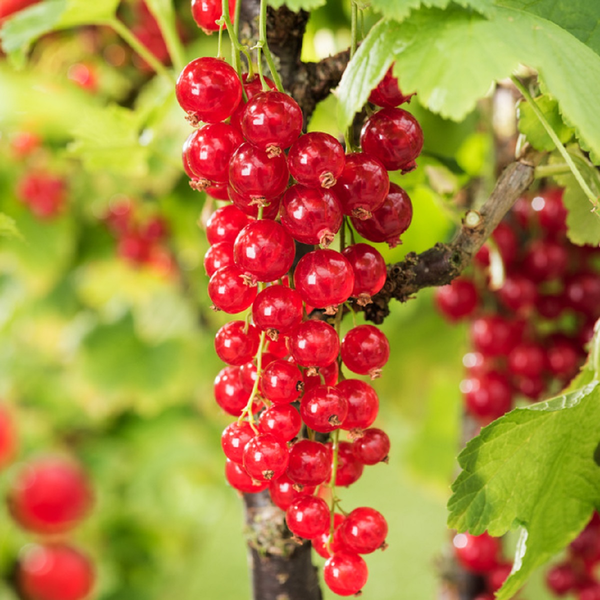 Ribes rubrum 'Jonkheer van Tets' 2L