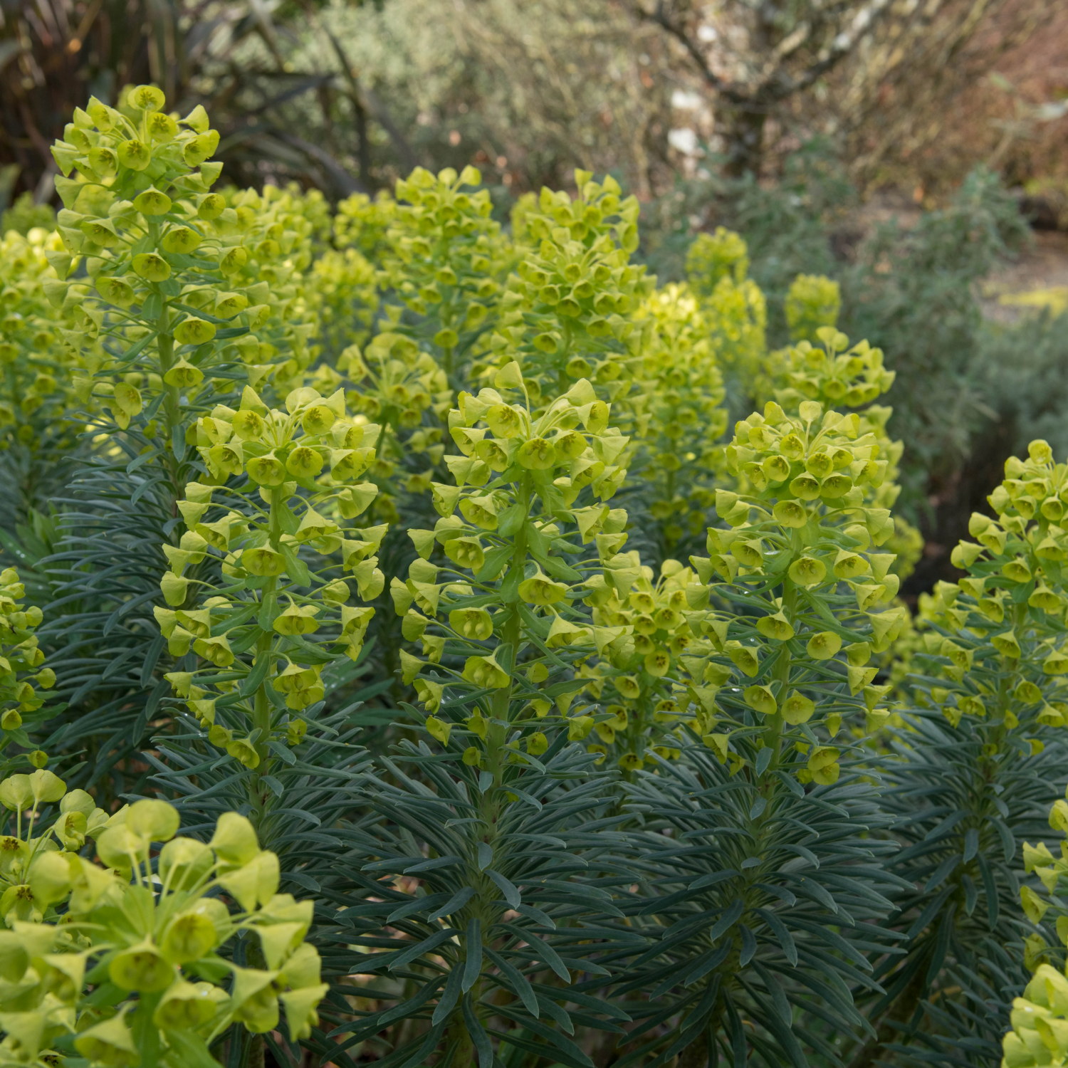 Euphorbia characias subsp. Wulfenii