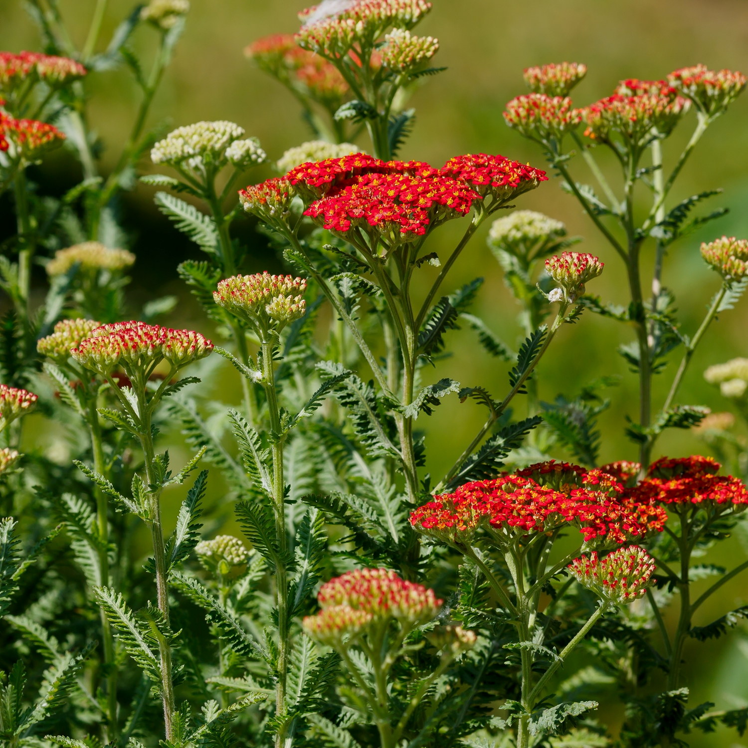 Achillea millefolium MILLY ROCK RED