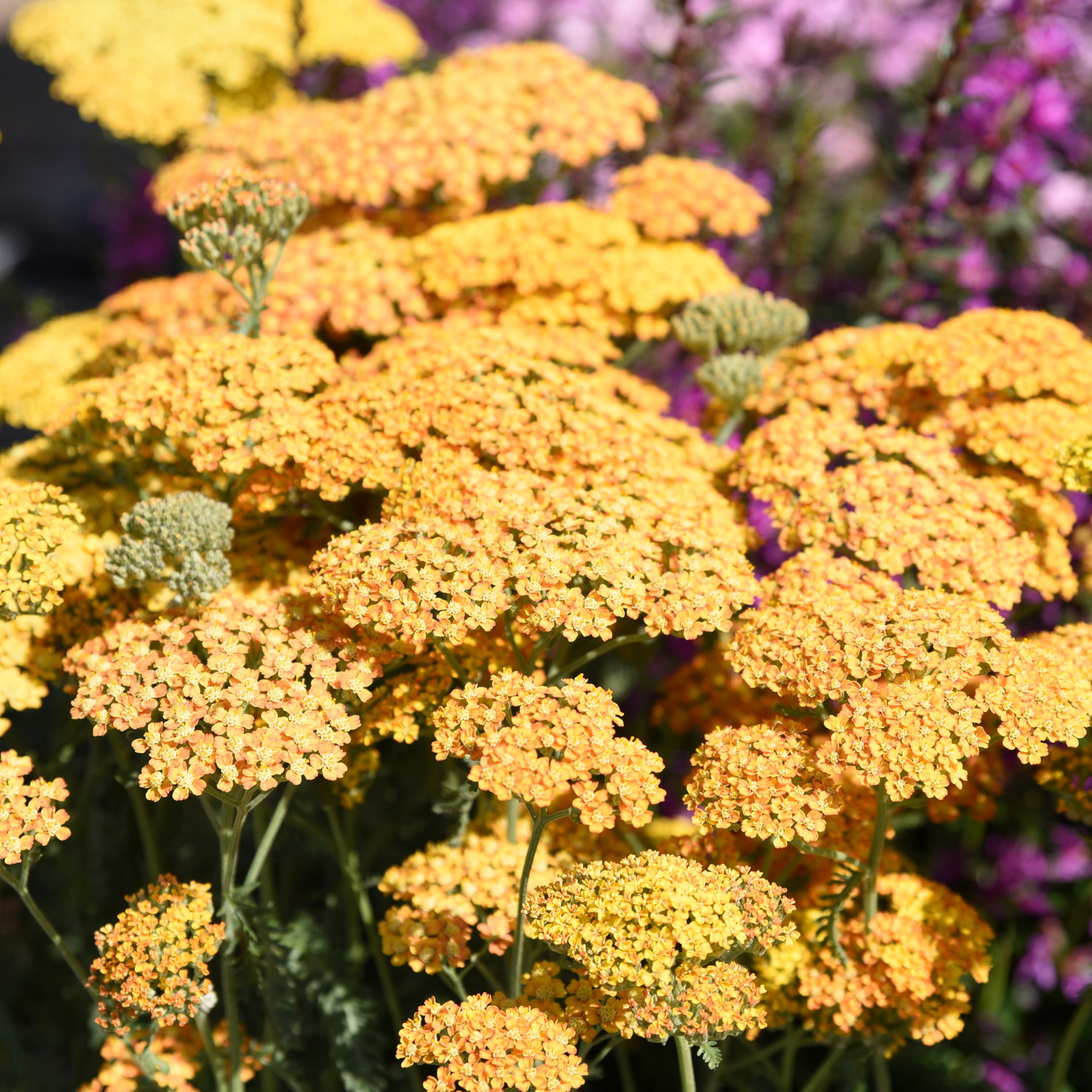 Röllika MILLY ROCK YELLOW TERRACOTTA