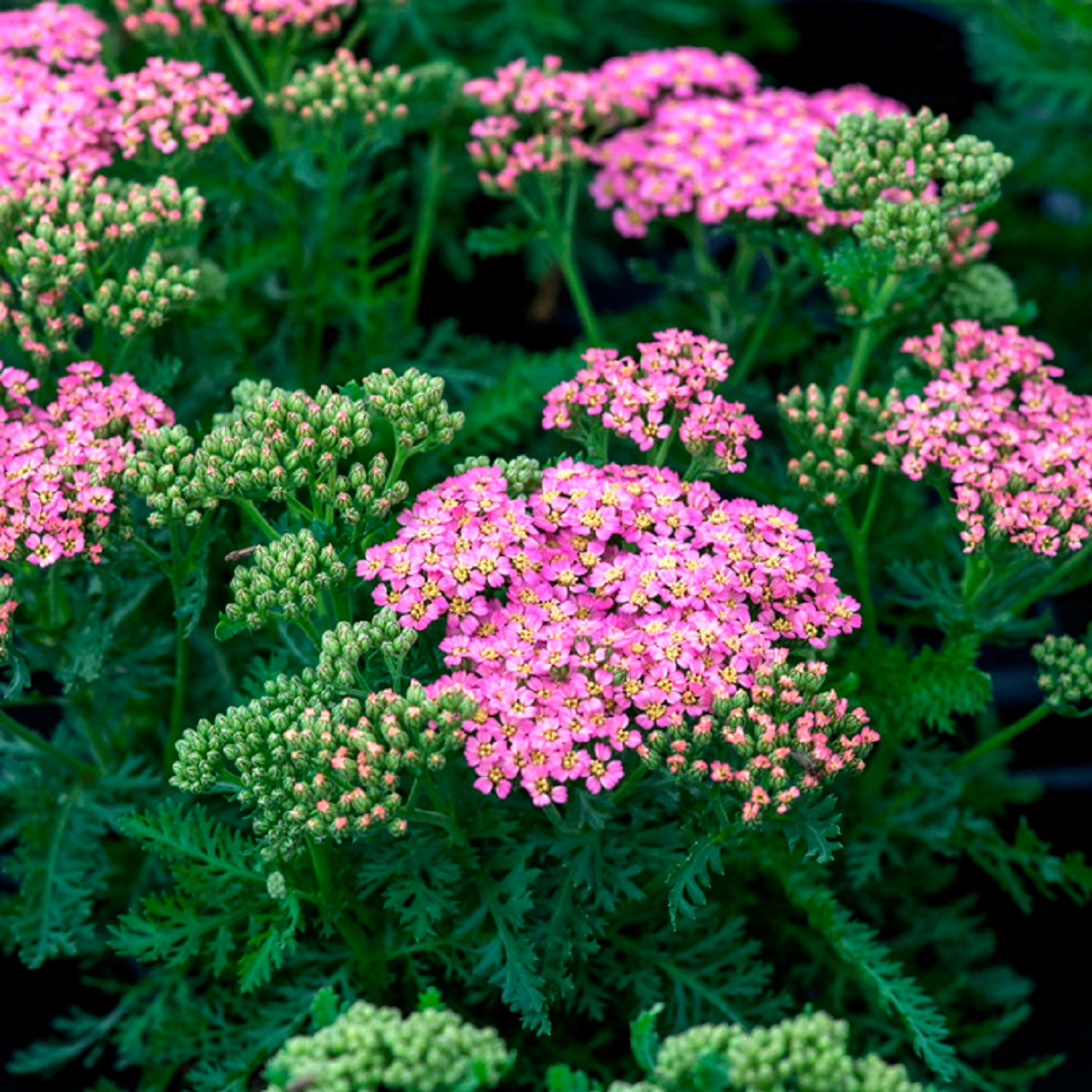 Rölleka MILLY ROCK ROSE