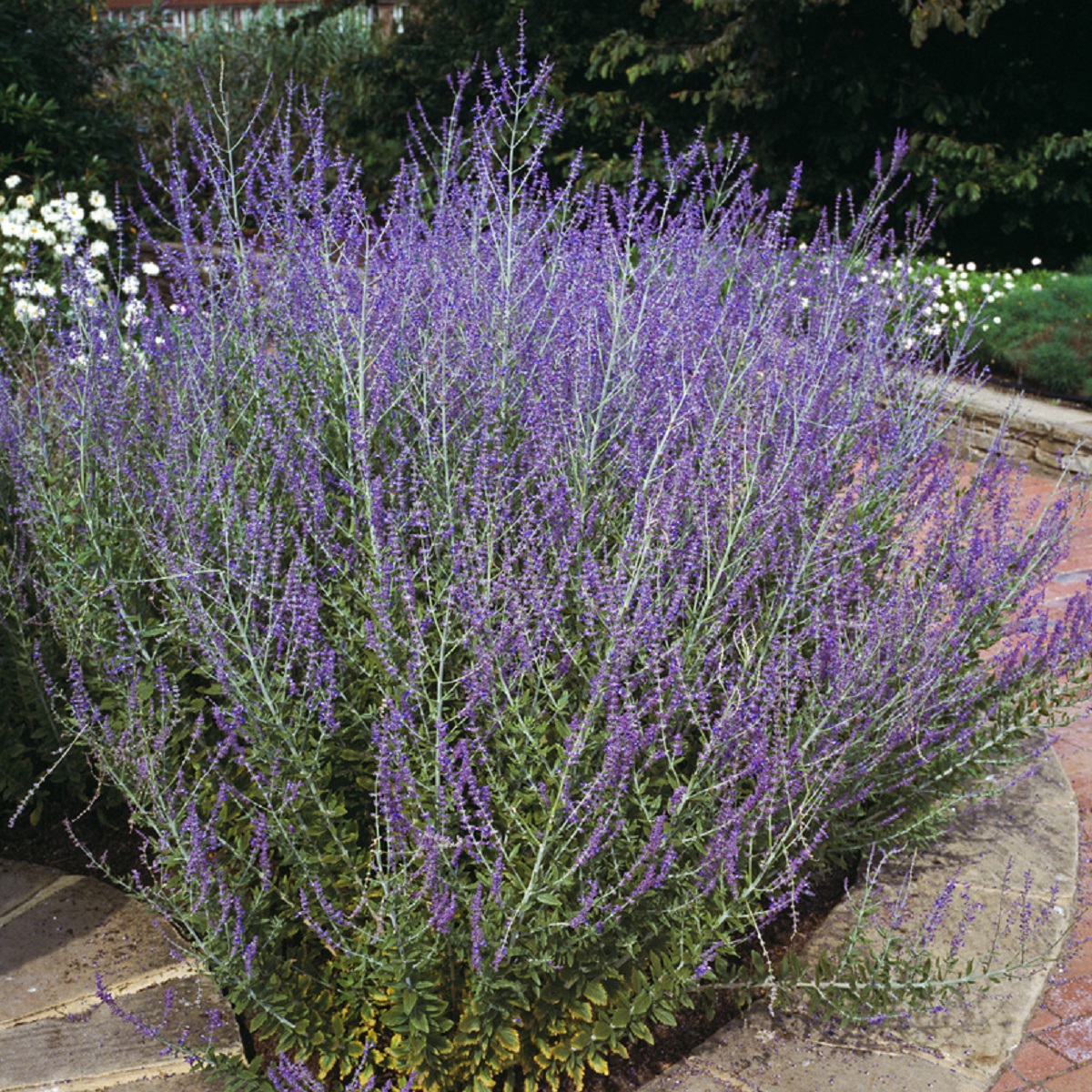 Blåbusk 'Blue Spire'