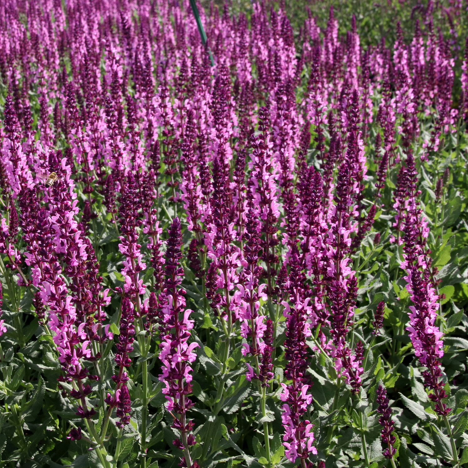 Stäppsalvia 'Rose Marvel'