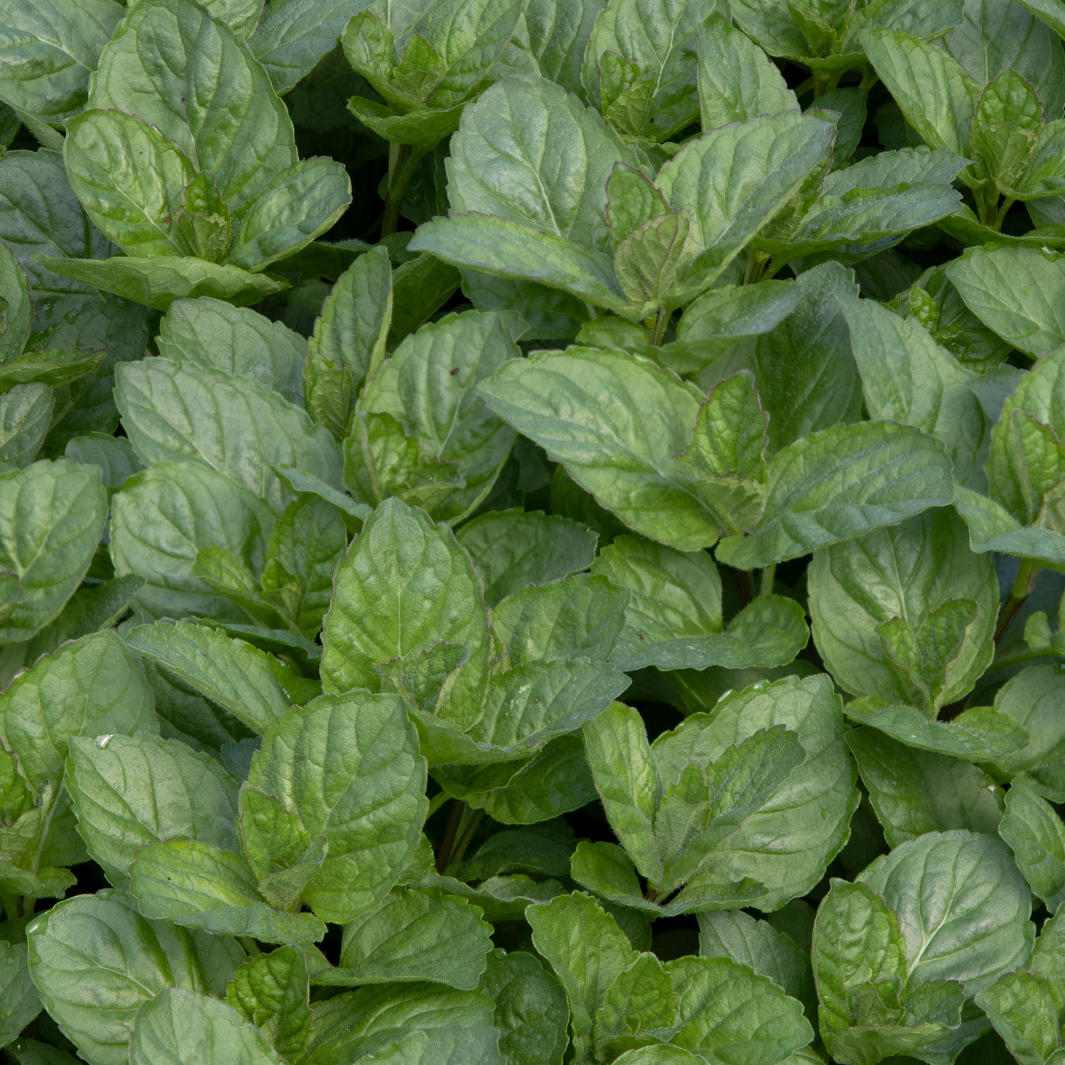 TEA Mentha pip. 'Grapefruit'