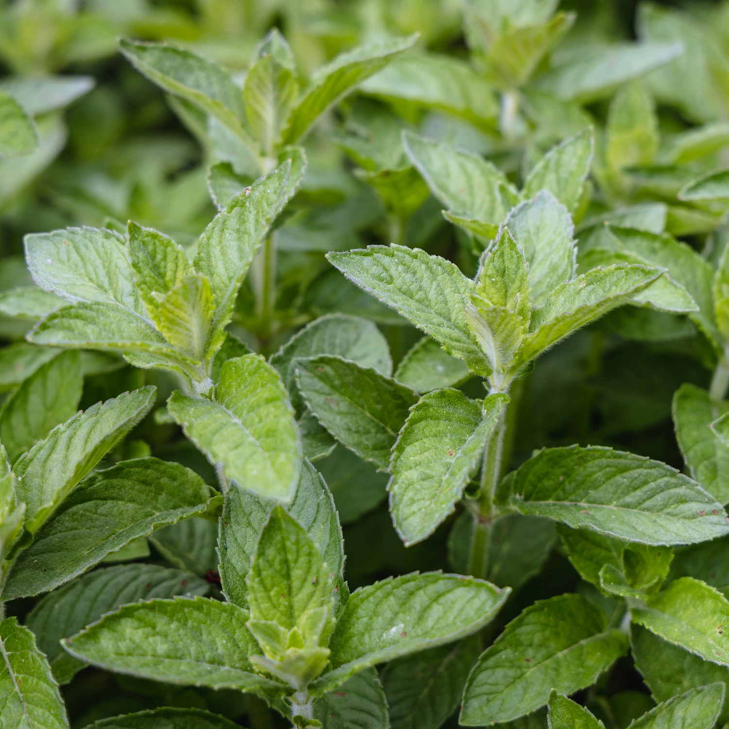 TEA Mentha pip. 'Lemon'