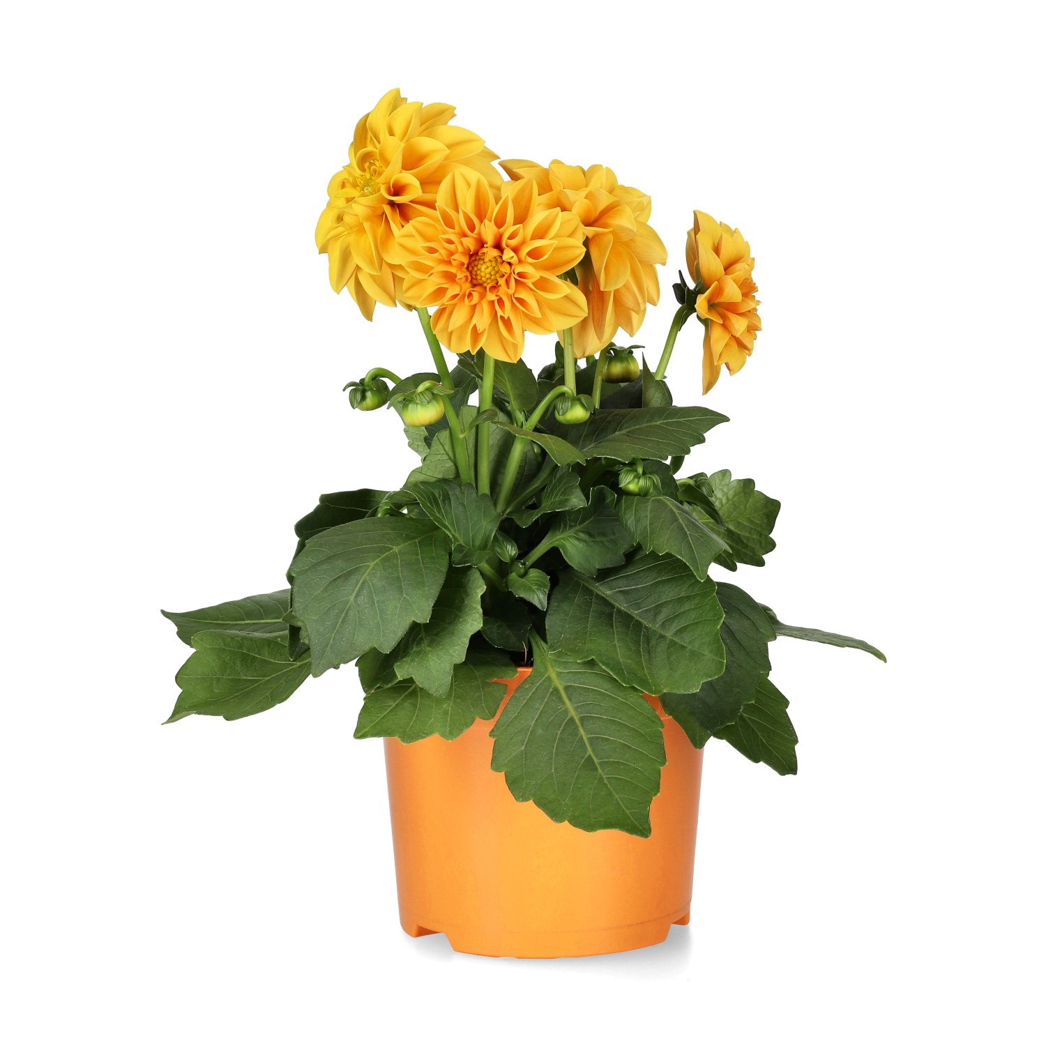 Dahlia double fl. Orange 12 cm