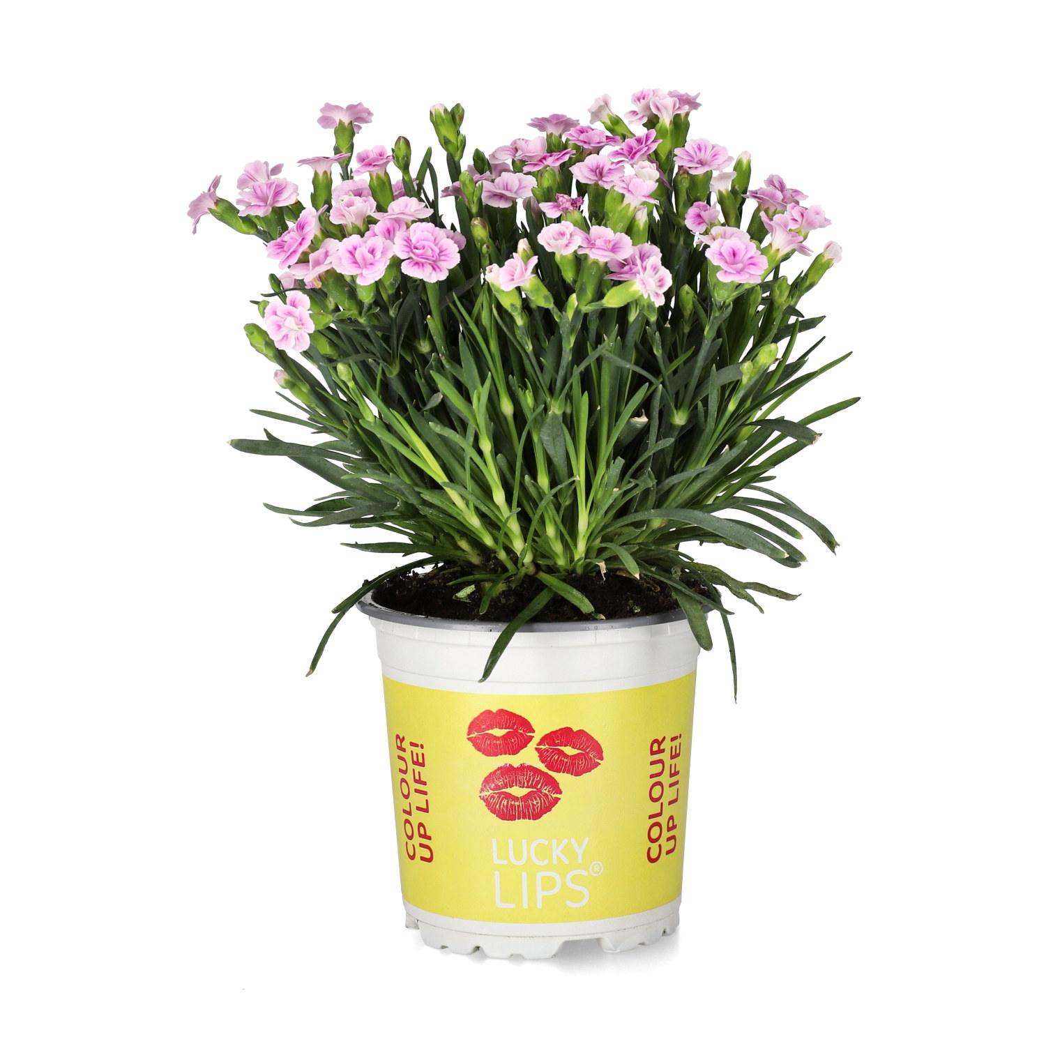 Dianthus 'Lucky Lips' 10,5 cm