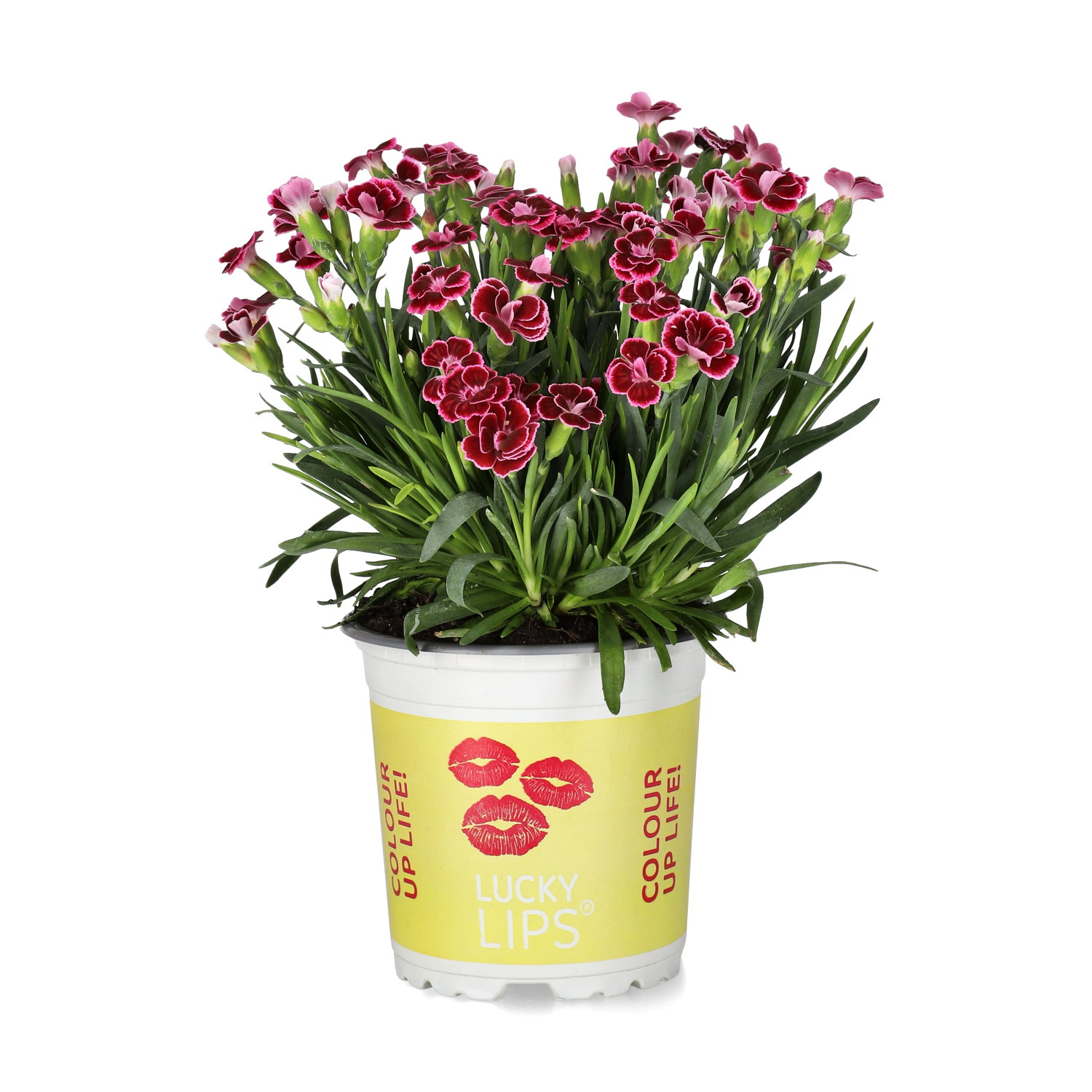 Dianthus 'Lucky Lips' 10,5 cm