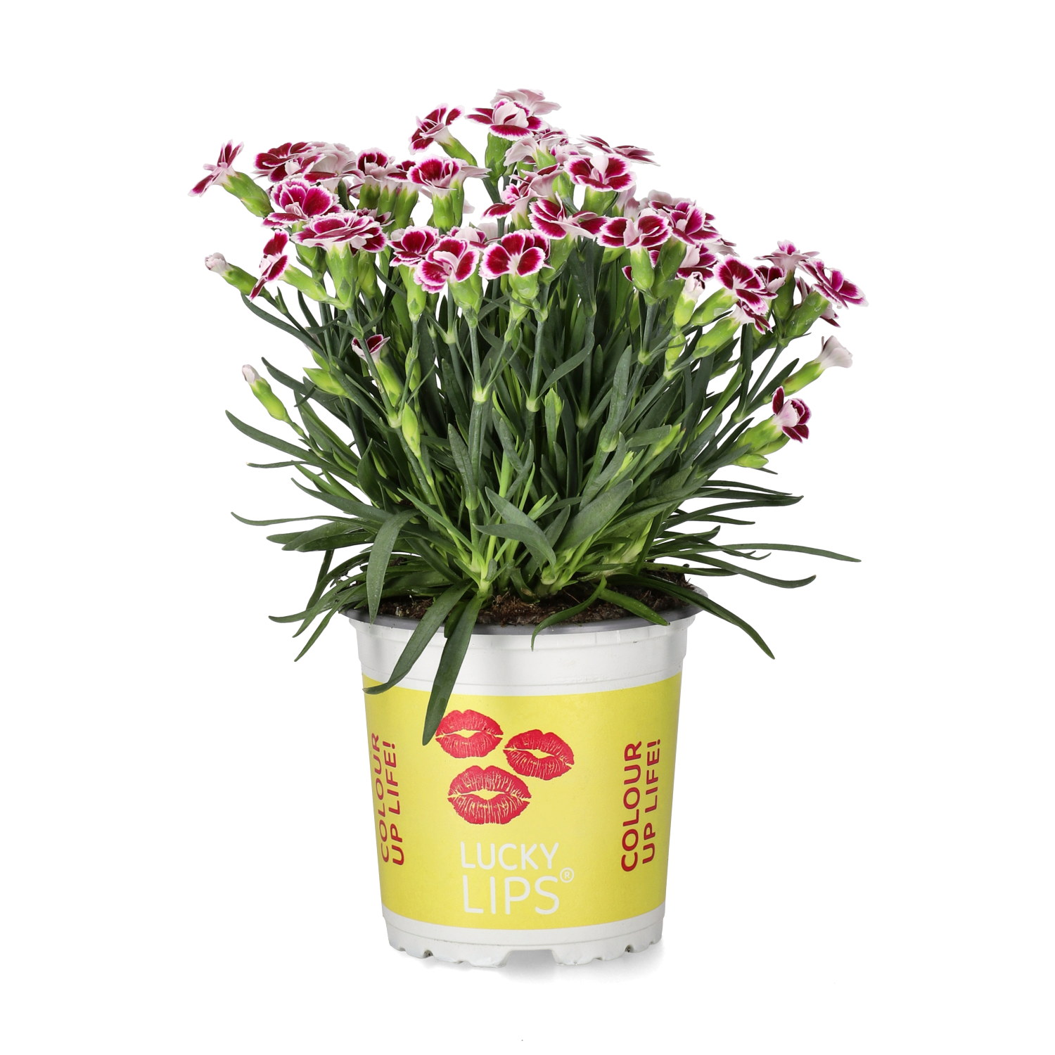 Dianthus 'Lucky Lips' 10,5 cm
