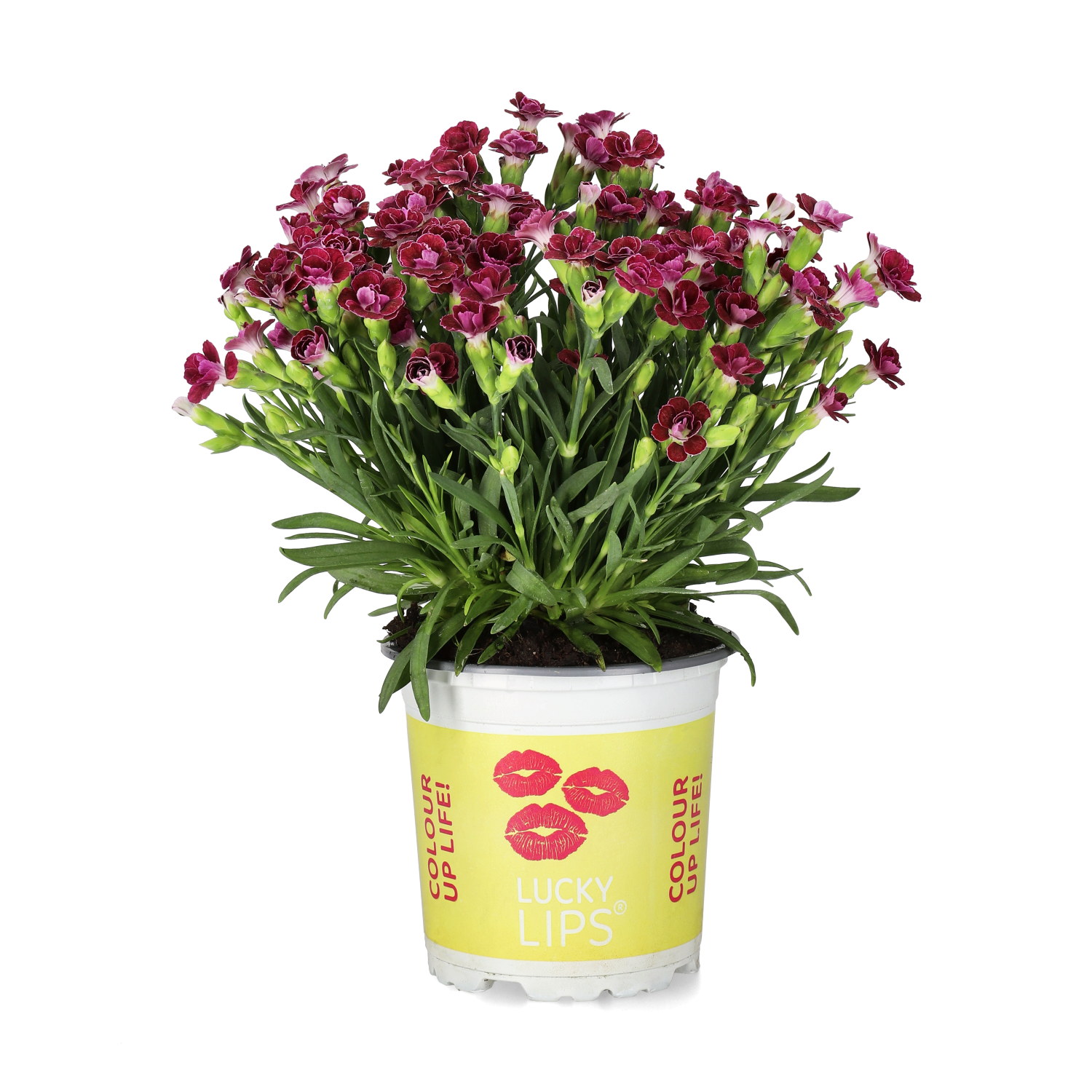 Dianthus 'Lucky Lips' 10,5 cm
