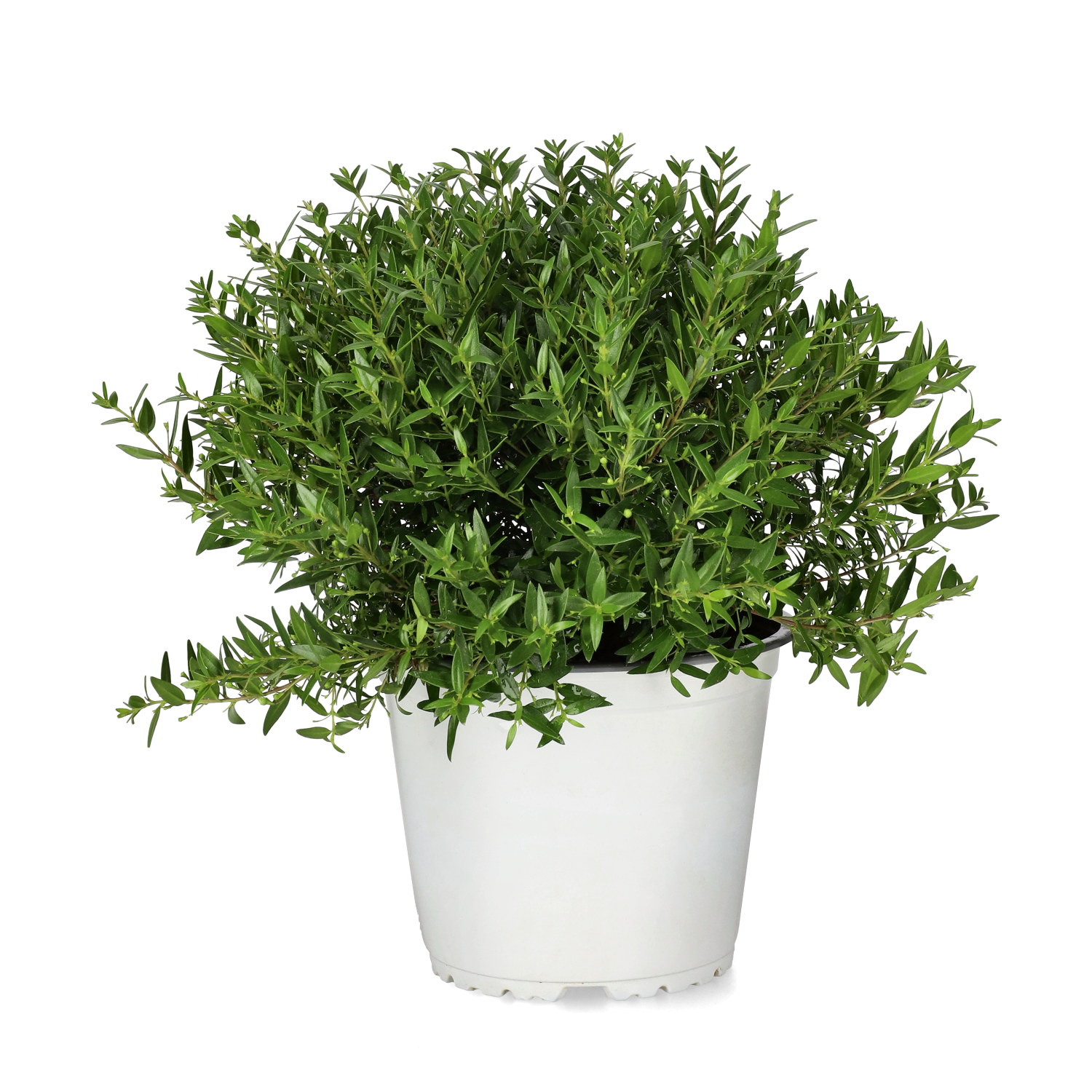 Myrtus microphylla 14 cm