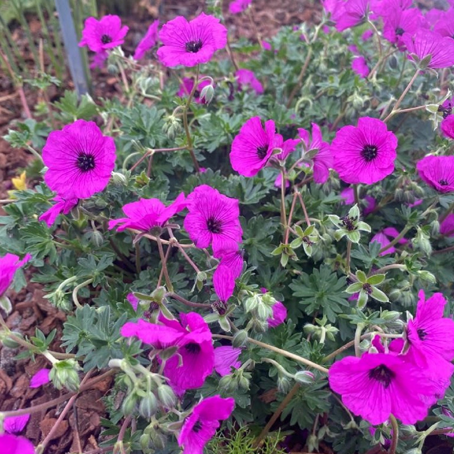 Jordnäva 'Giuseppii'